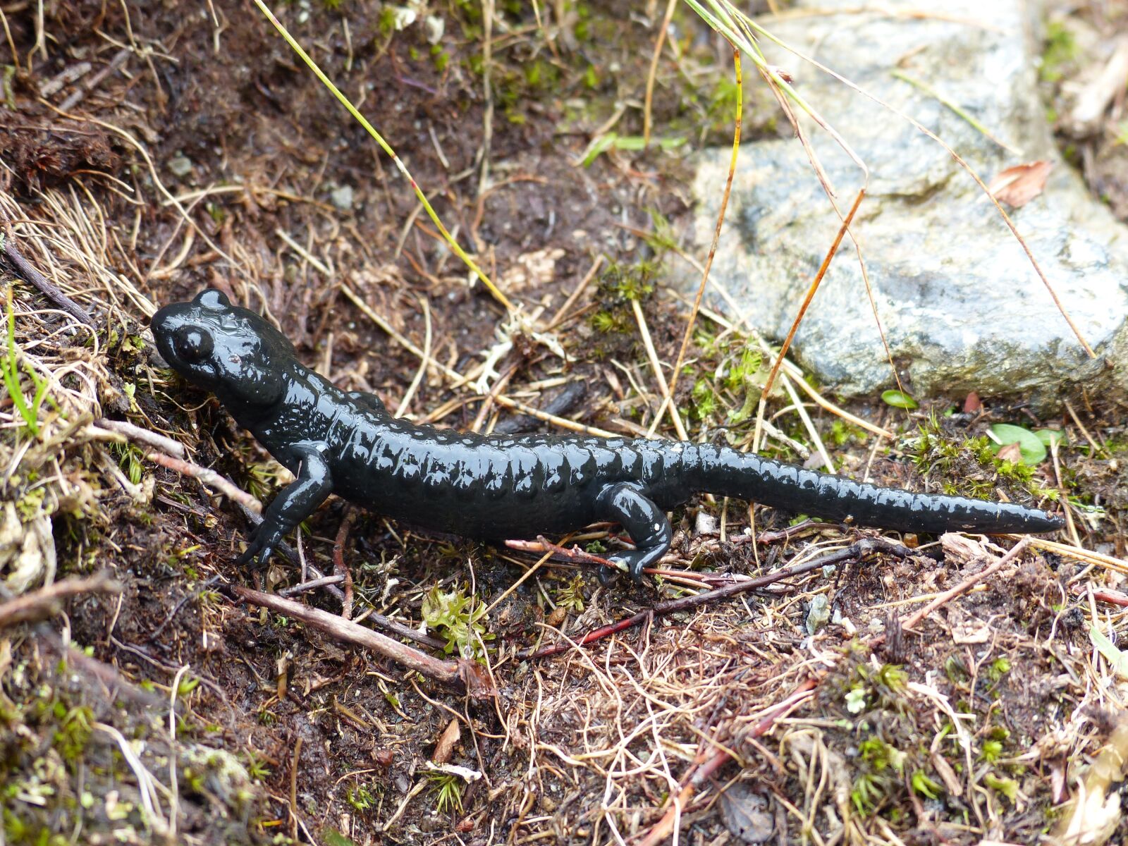 Panasonic Lumix DMC-FZ200 sample photo. Alpine salamander, amphibian, salamander photography