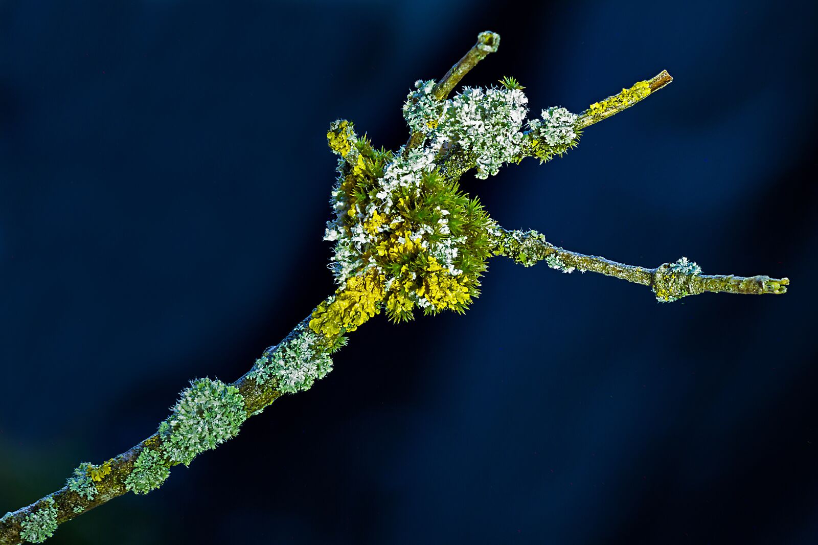 Canon EOS 7D sample photo. Lichen, yellow lichen, fouling photography