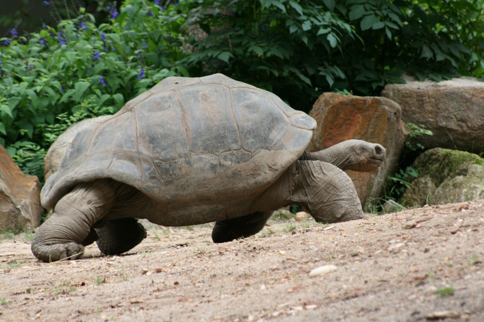 Canon EOS 400D (EOS Digital Rebel XTi / EOS Kiss Digital X) sample photo. Turtle, slow, tortoise photography