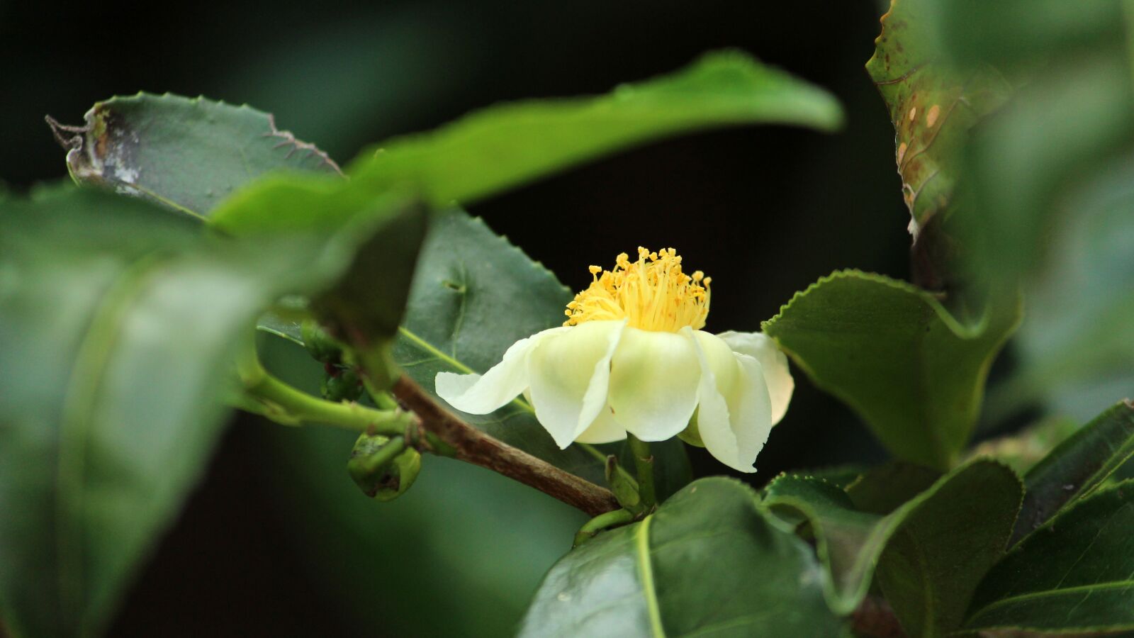 Canon EOS 1300D (EOS Rebel T6 / EOS Kiss X80) sample photo. Nature, leaf, flower photography
