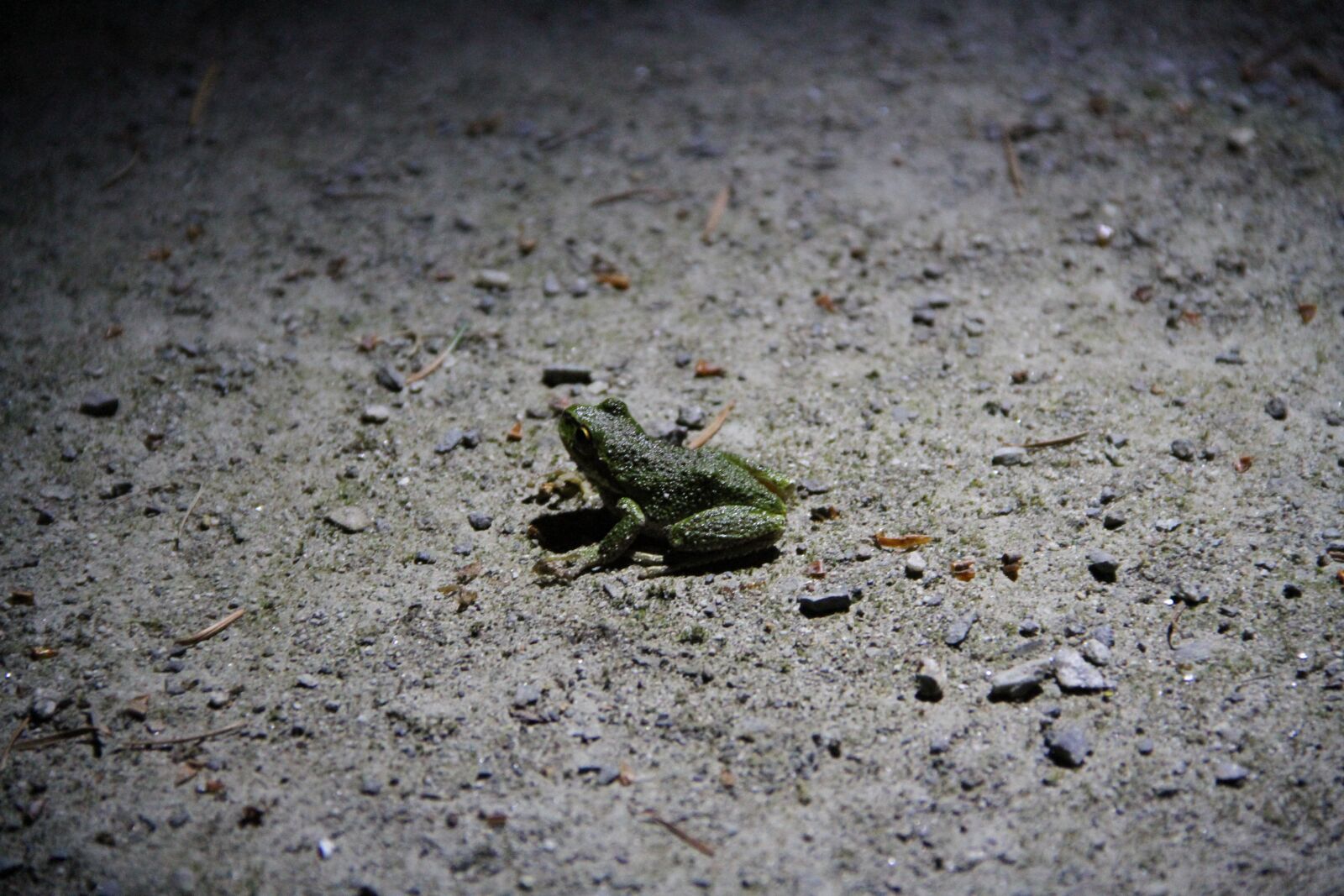 Canon EOS 7D sample photo. Frog, nature, light photography