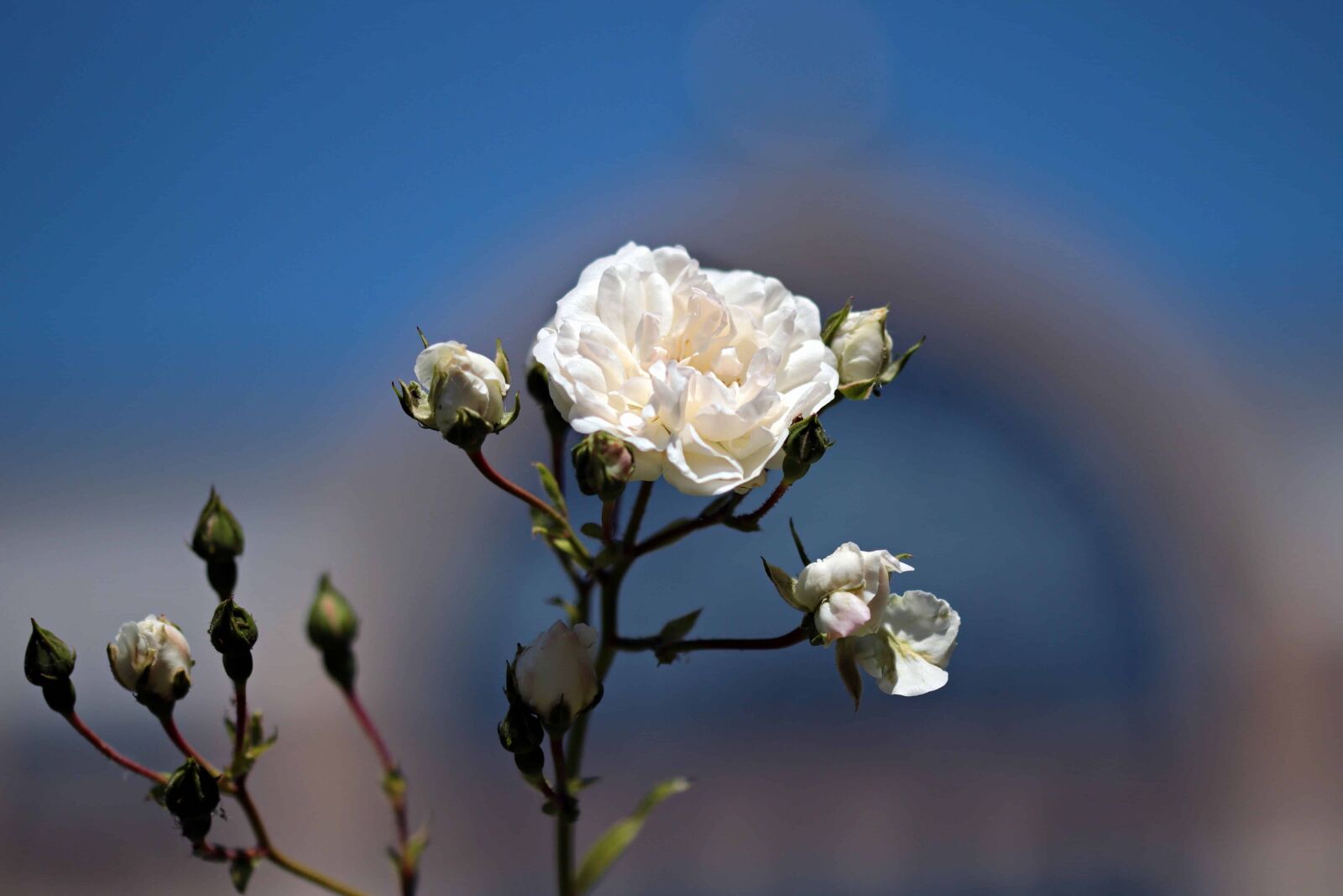 Canon EOS 80D sample photo. White rose, wild rose photography