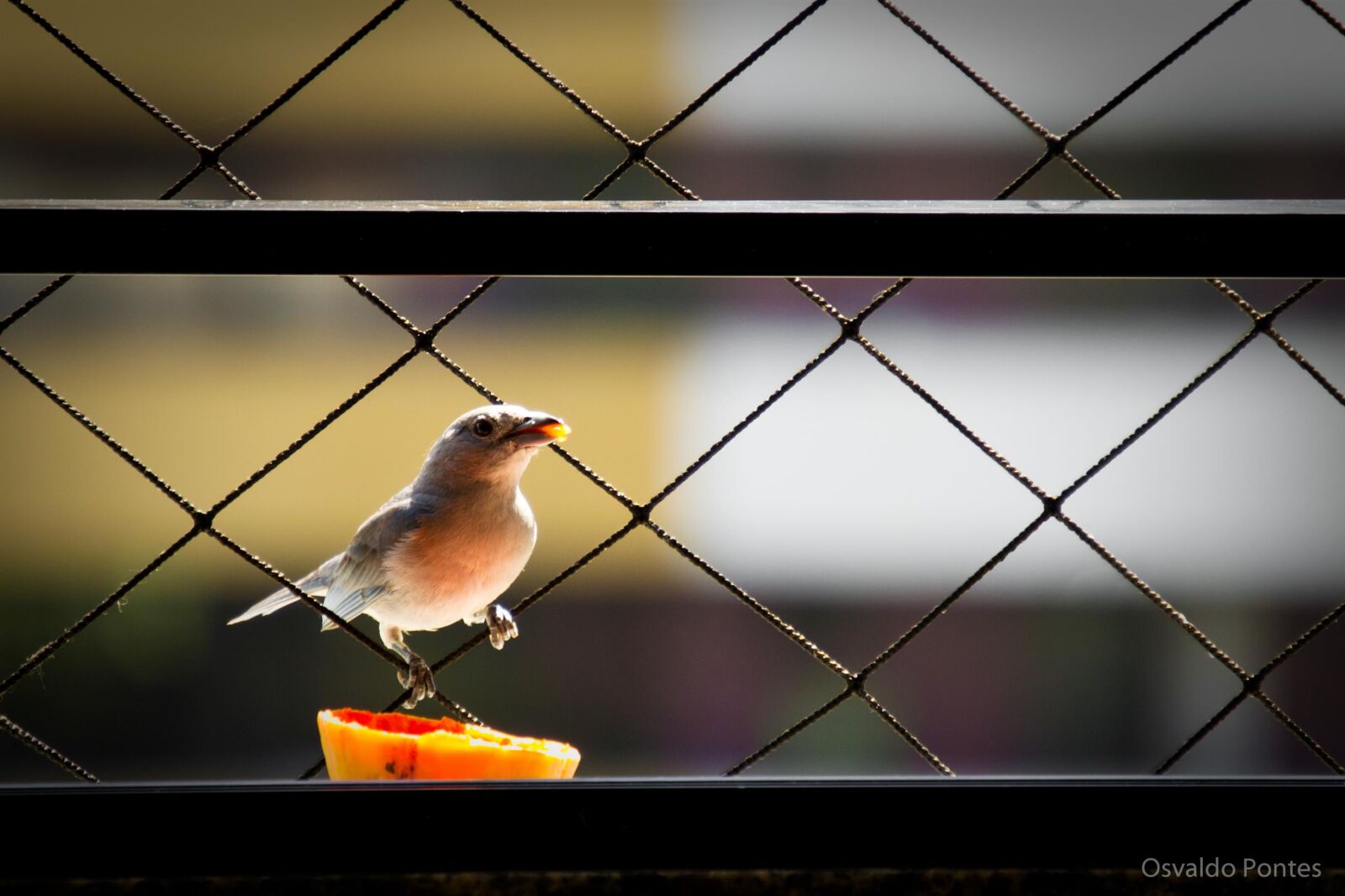 Nikon D3100 sample photo. Birds photography