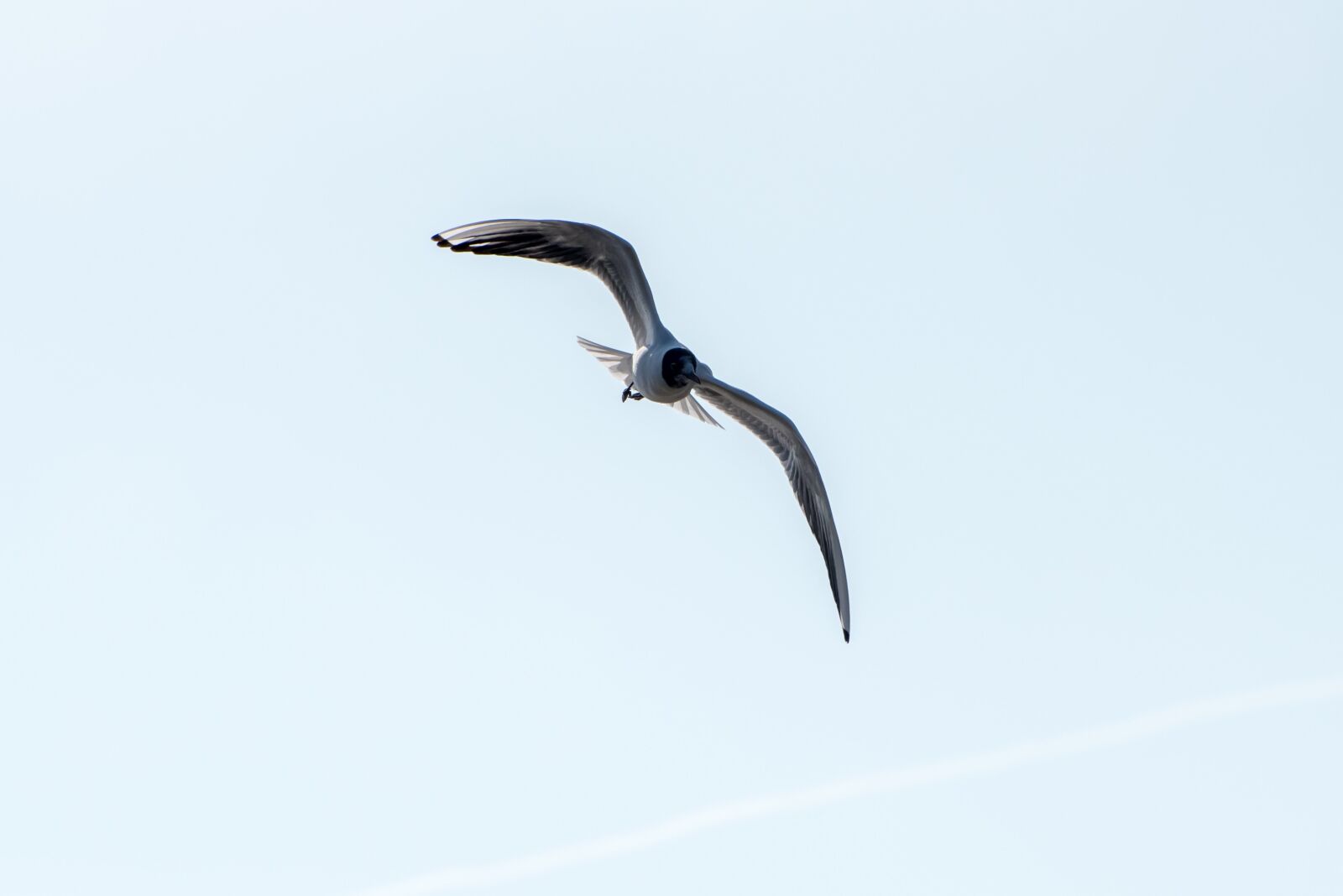 Nikon D750 sample photo. Bird, fly, freedom photography