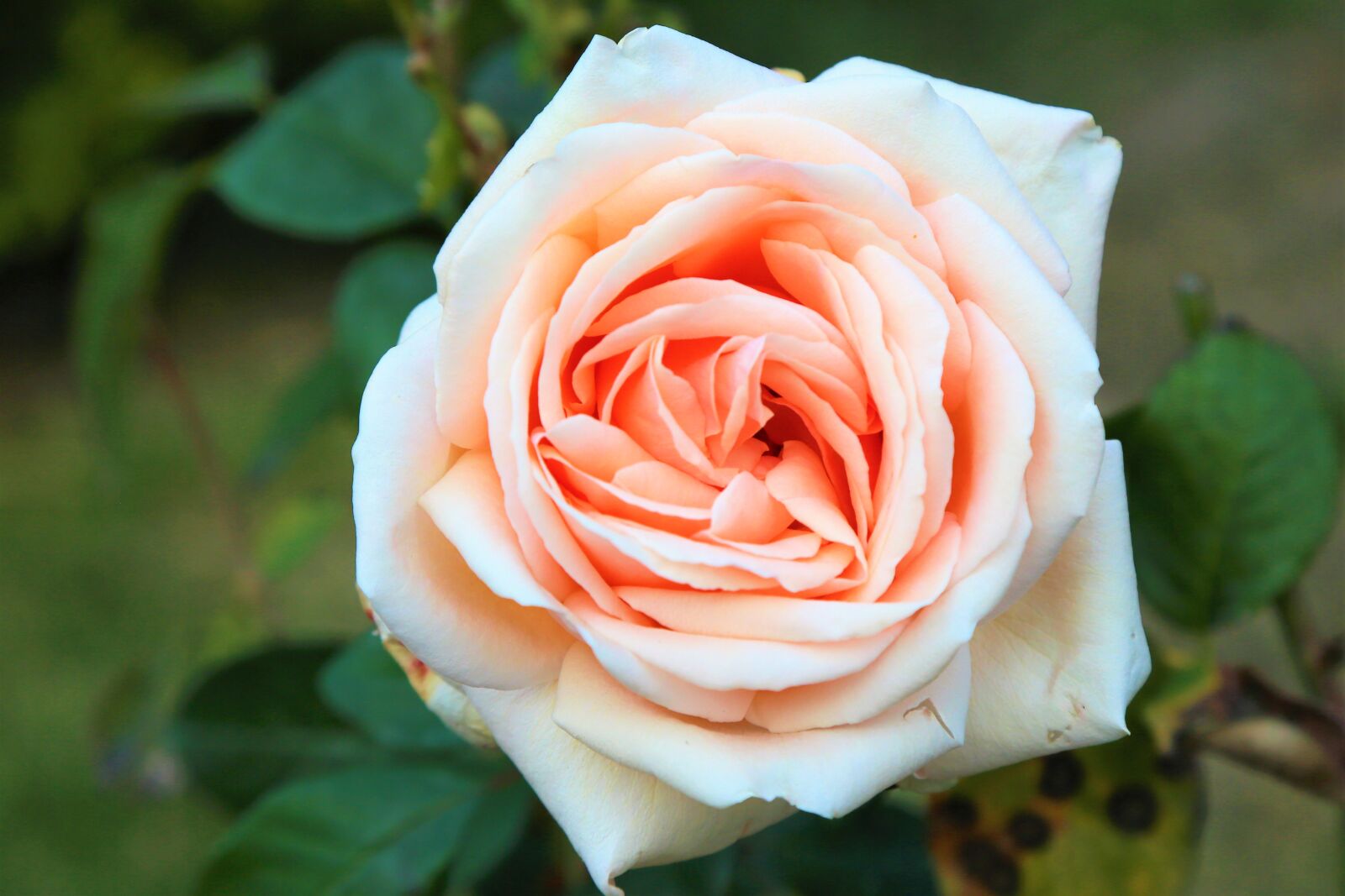 Canon EF 24-105mm F4L IS USM sample photo. Rose, spring, nature photography