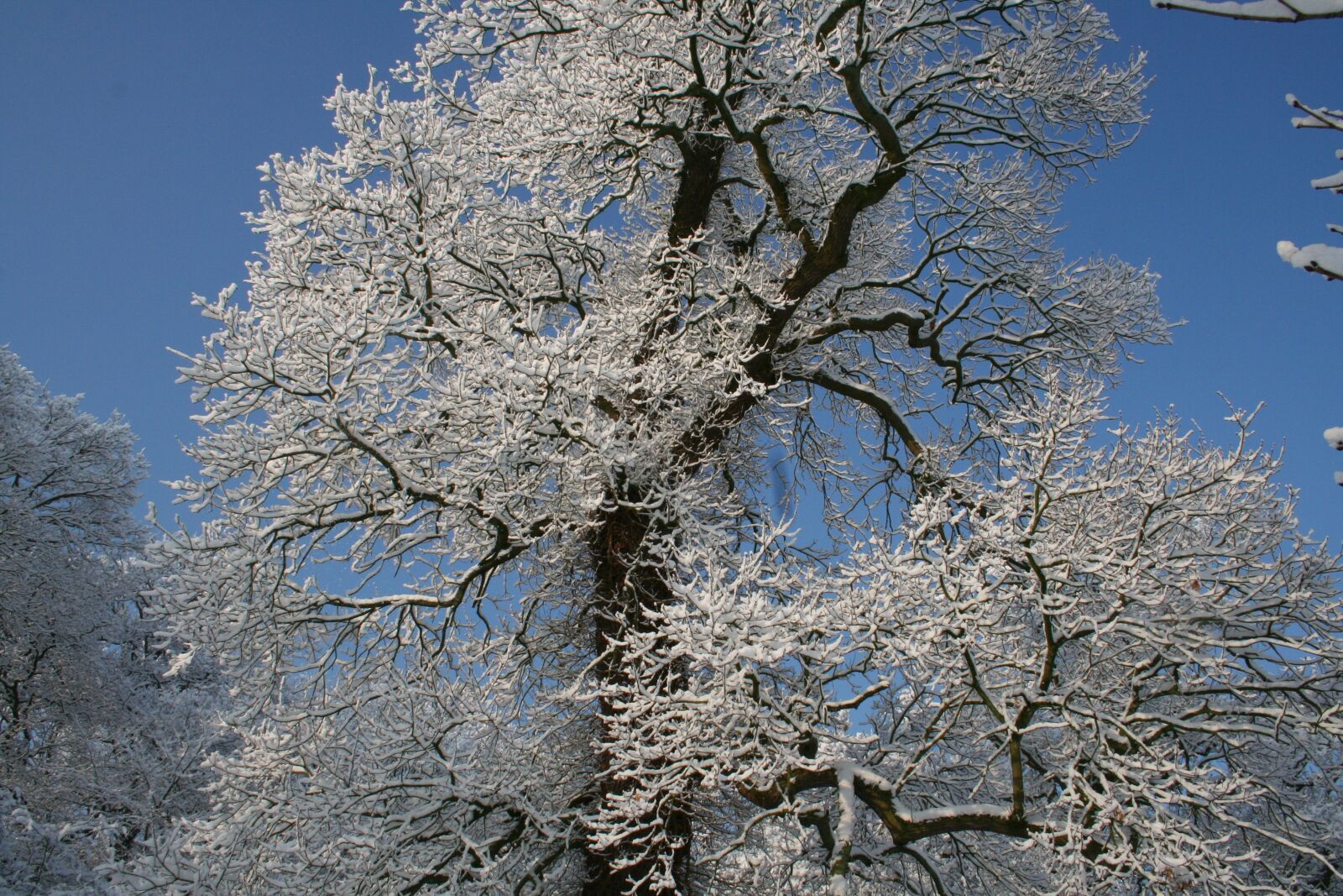Canon EOS 350D (EOS Digital Rebel XT / EOS Kiss Digital N) sample photo. Frost, nature, winter photography