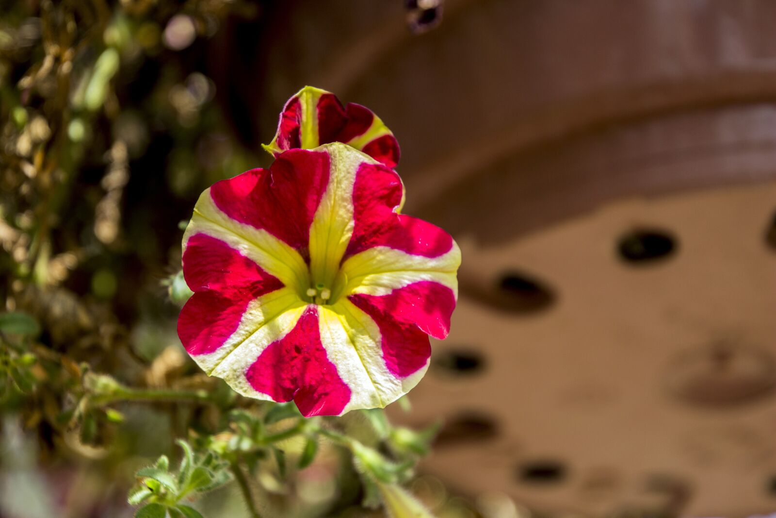 Canon EOS 700D (EOS Rebel T5i / EOS Kiss X7i) sample photo. Exotic flower, garden, flowers photography