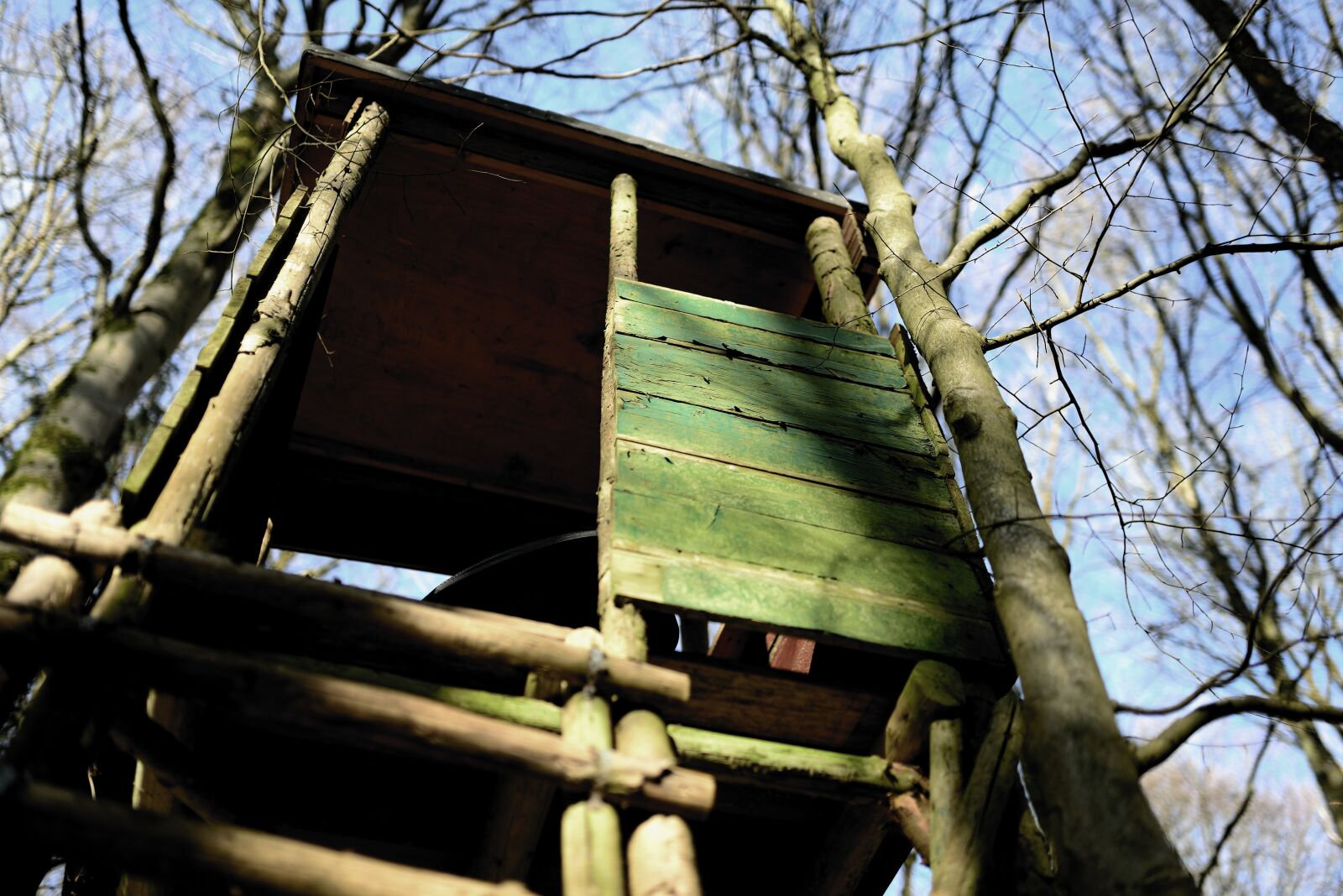 Nikon D610 sample photo. Perch, forest, hunter was photography