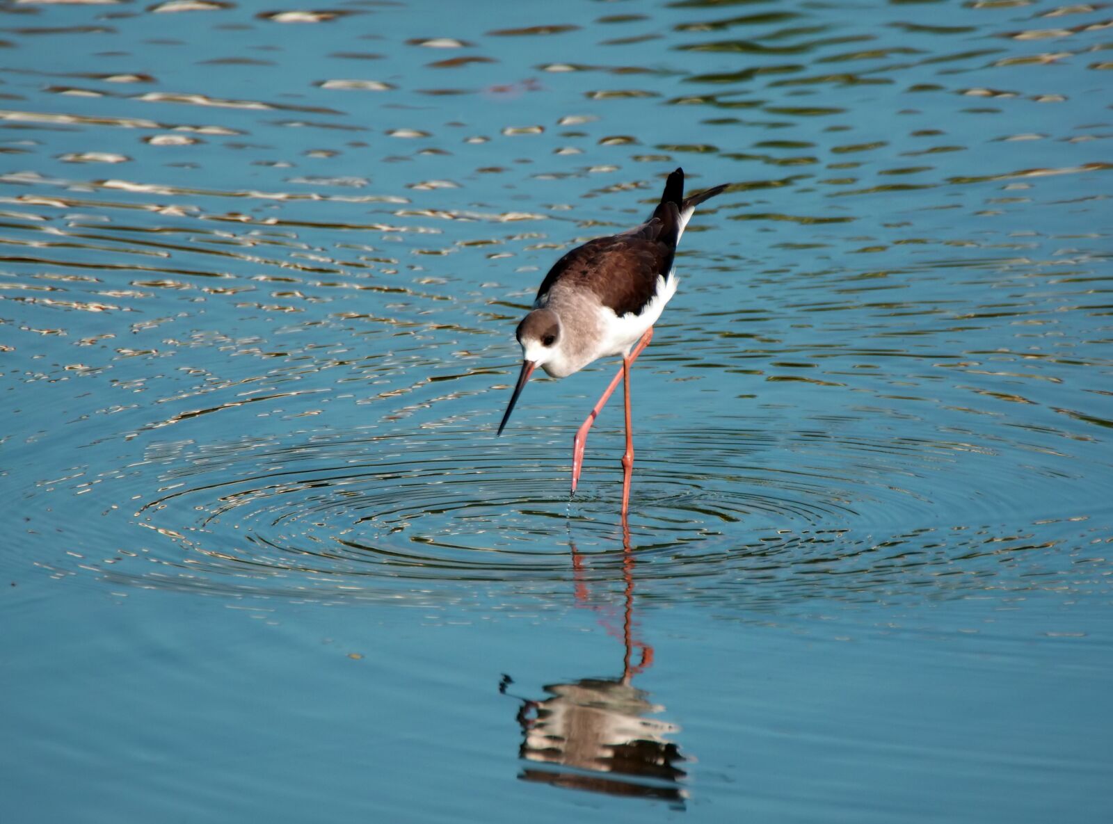 Olympus OM-D E-M1 sample photo. Black-wing stilt, wild, bird photography