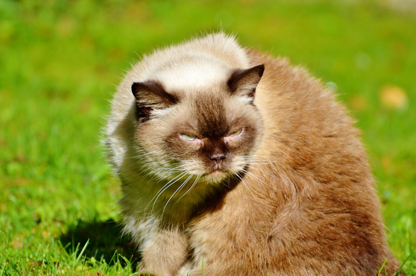 Nikon D3200 sample photo. Cat, breed cat, british photography