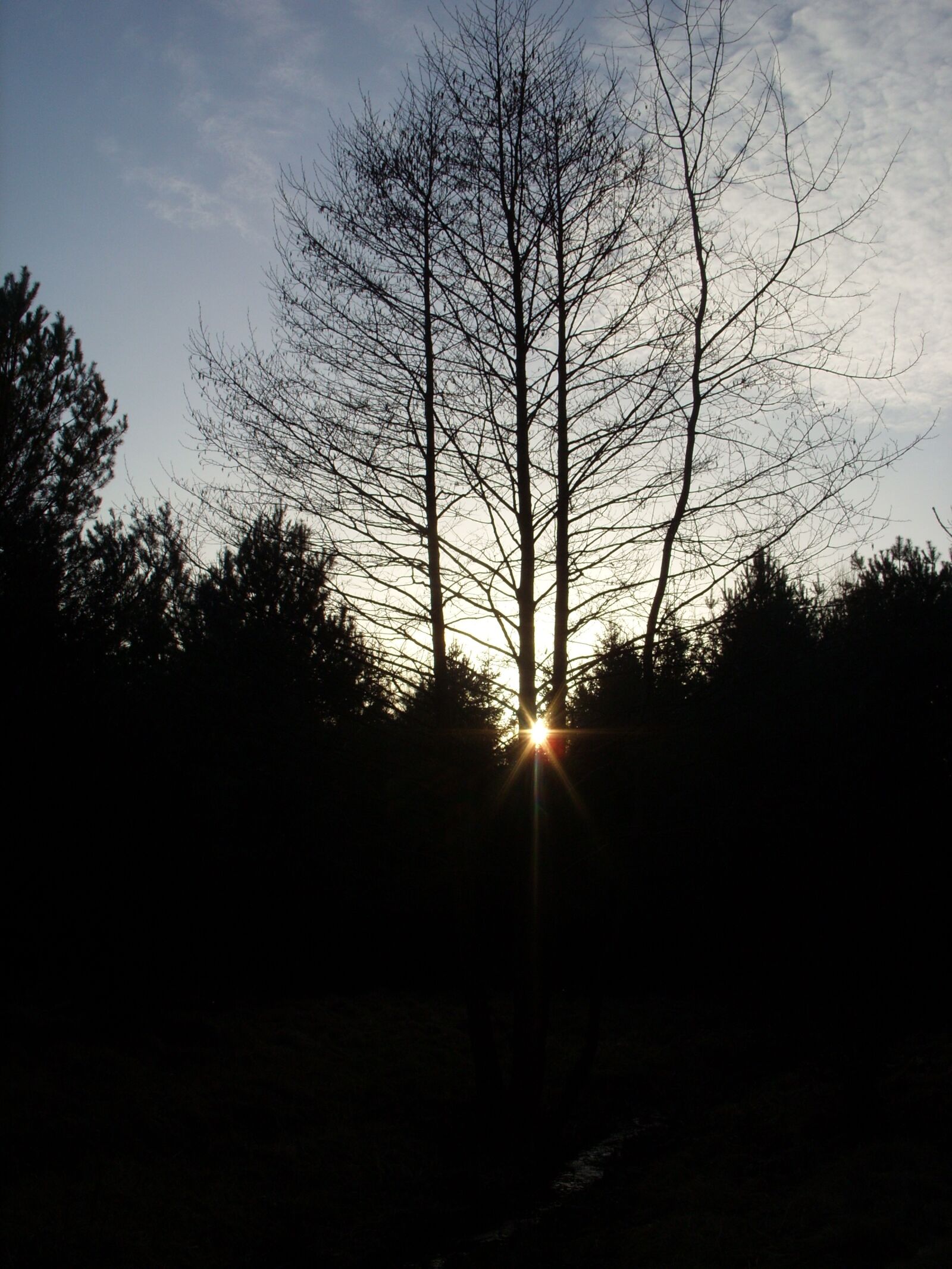 Samsung S850 sample photo. Canopy, sunset, forest photography