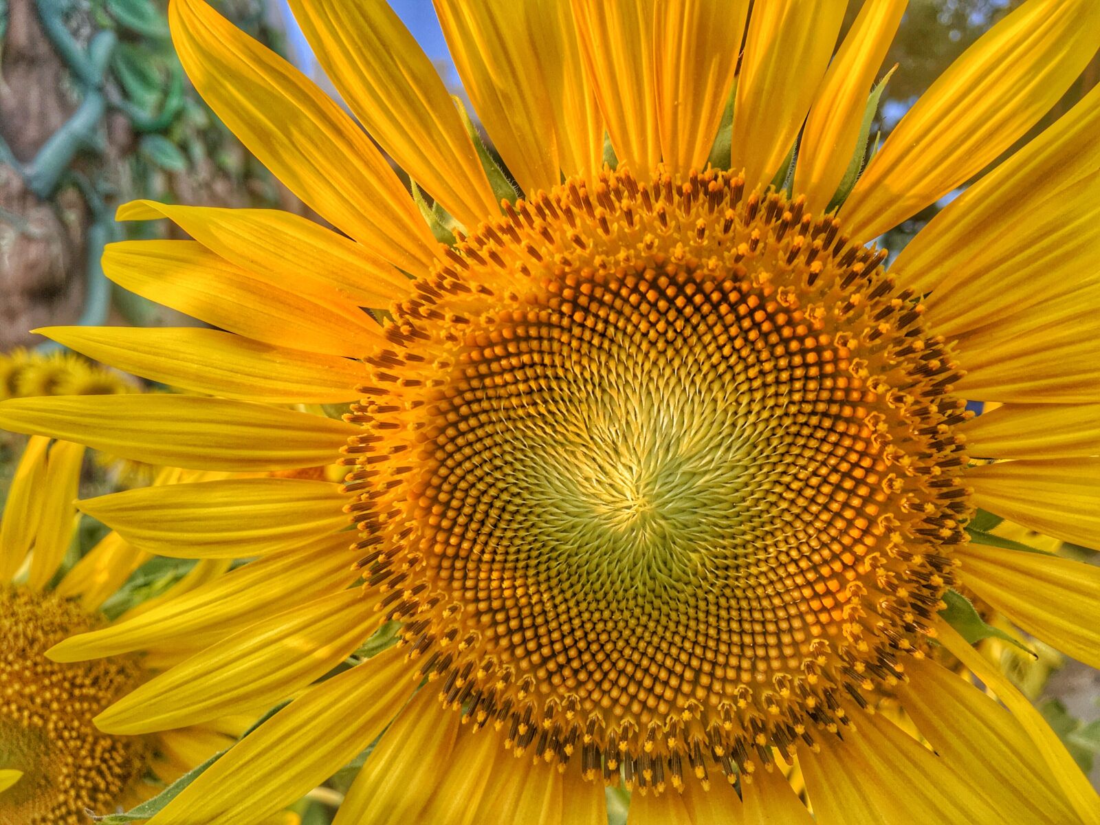 iPhone SE back camera 4.15mm f/2.2 sample photo. Sunflower, plant, flowers photography