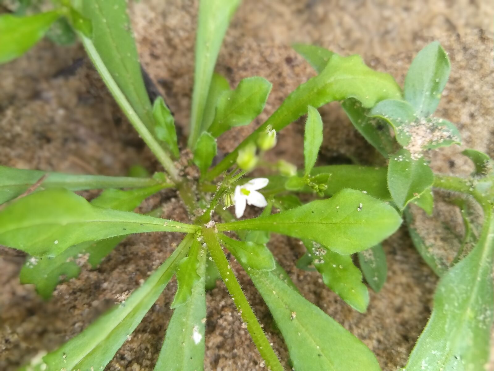 OPPO A3S sample photo. Flower, white bud, little photography