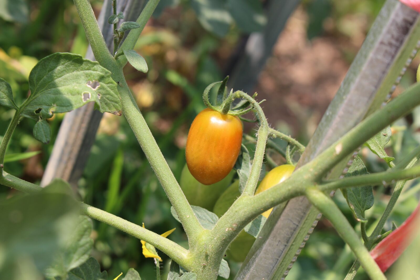 Canon EOS 700D (EOS Rebel T5i / EOS Kiss X7i) sample photo. Tomato, fruit photography