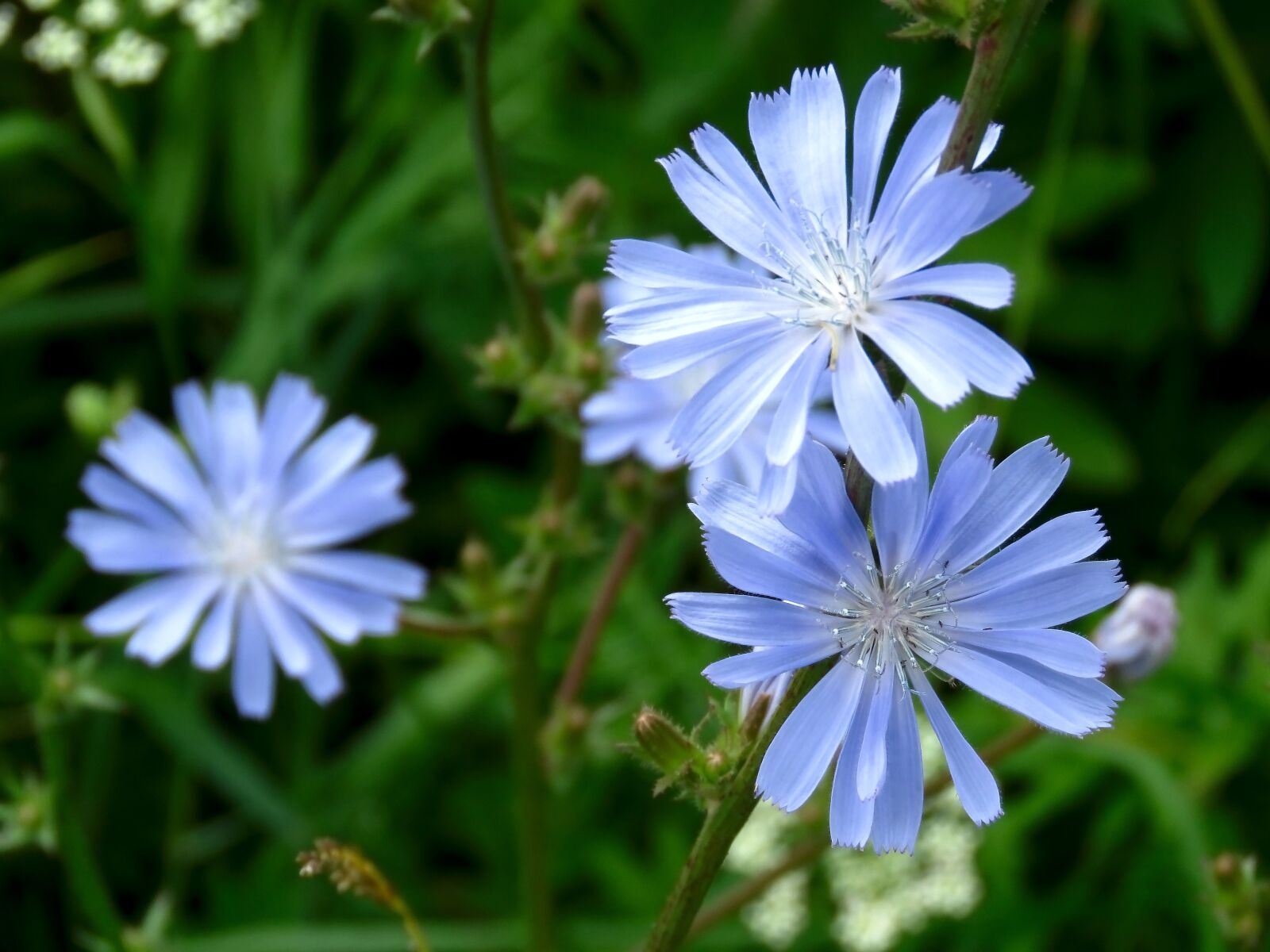 Canon PowerShot SX60 HS sample photo. Flower, chicory, blue photography