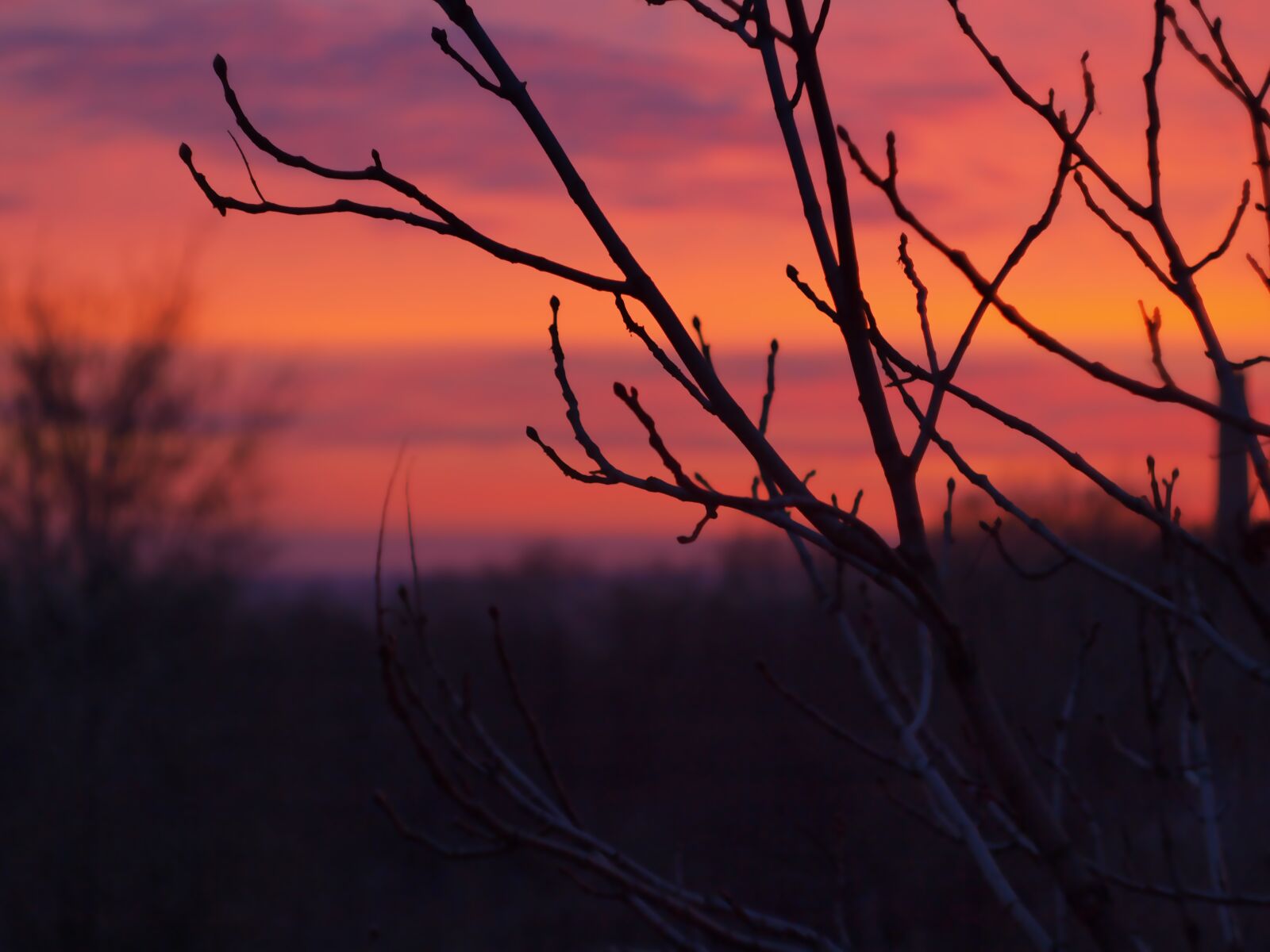 Olympus E-420 (EVOLT E-420) sample photo. Red, sky, tree photography
