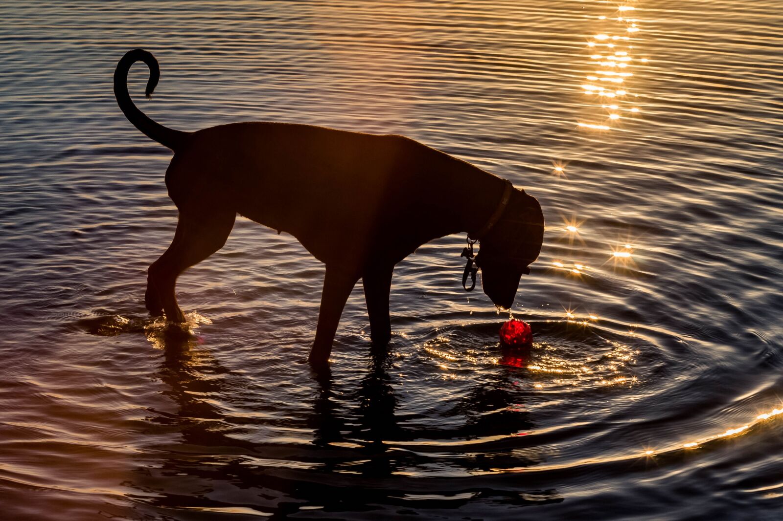 Sony a99 II sample photo. Dog, water, pet photography