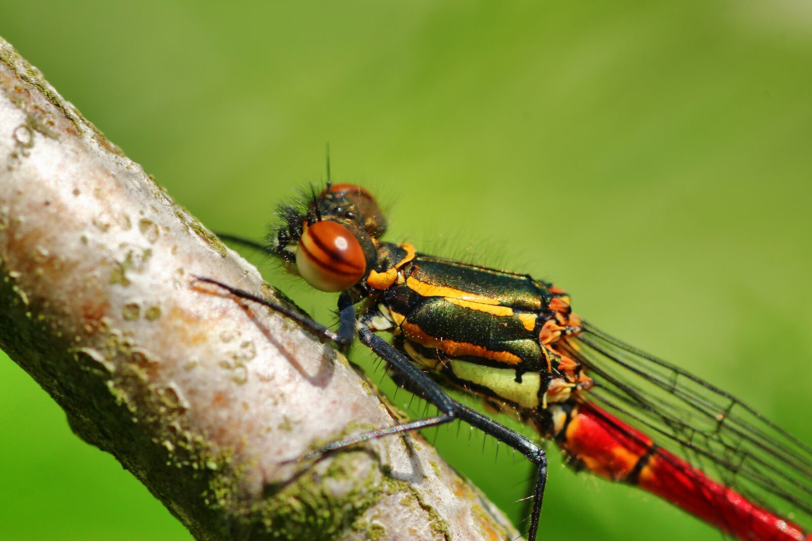 Tamron SP 90mm F2.8 Di VC USD 1:1 Macro sample photo. Pyrrhosama nymphula, dragonfly, adonis photography