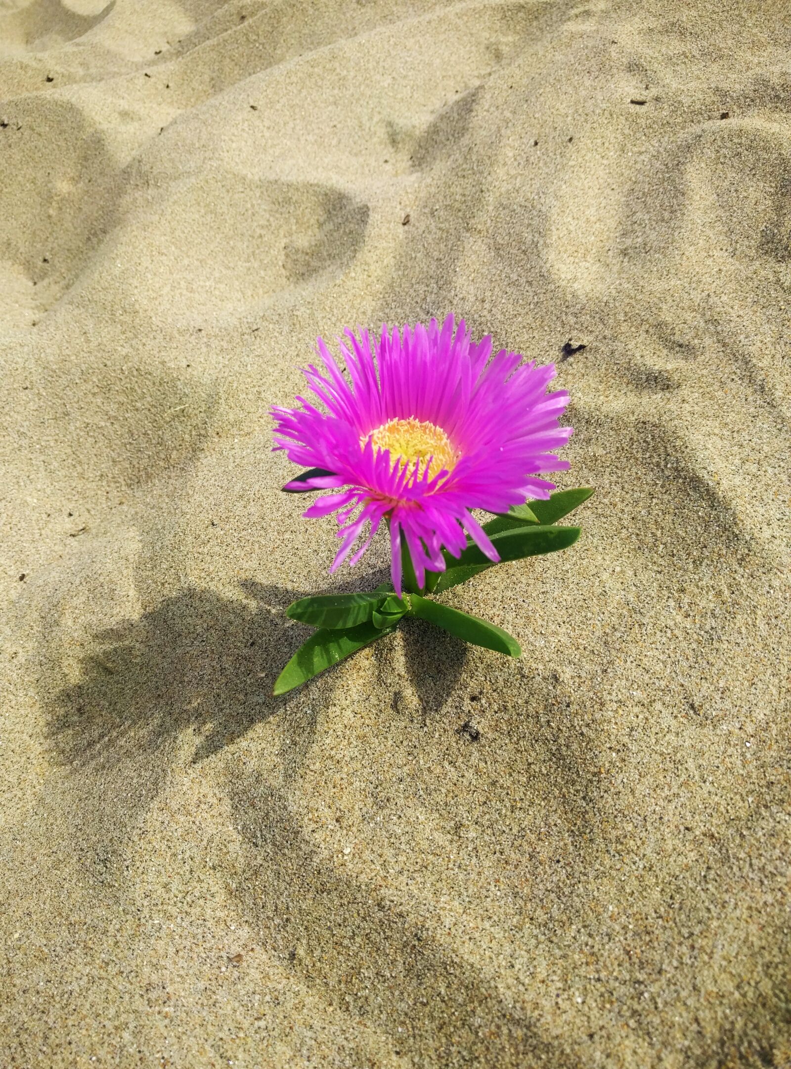 LG Nexus 5X sample photo. Flower, sand, beach photography