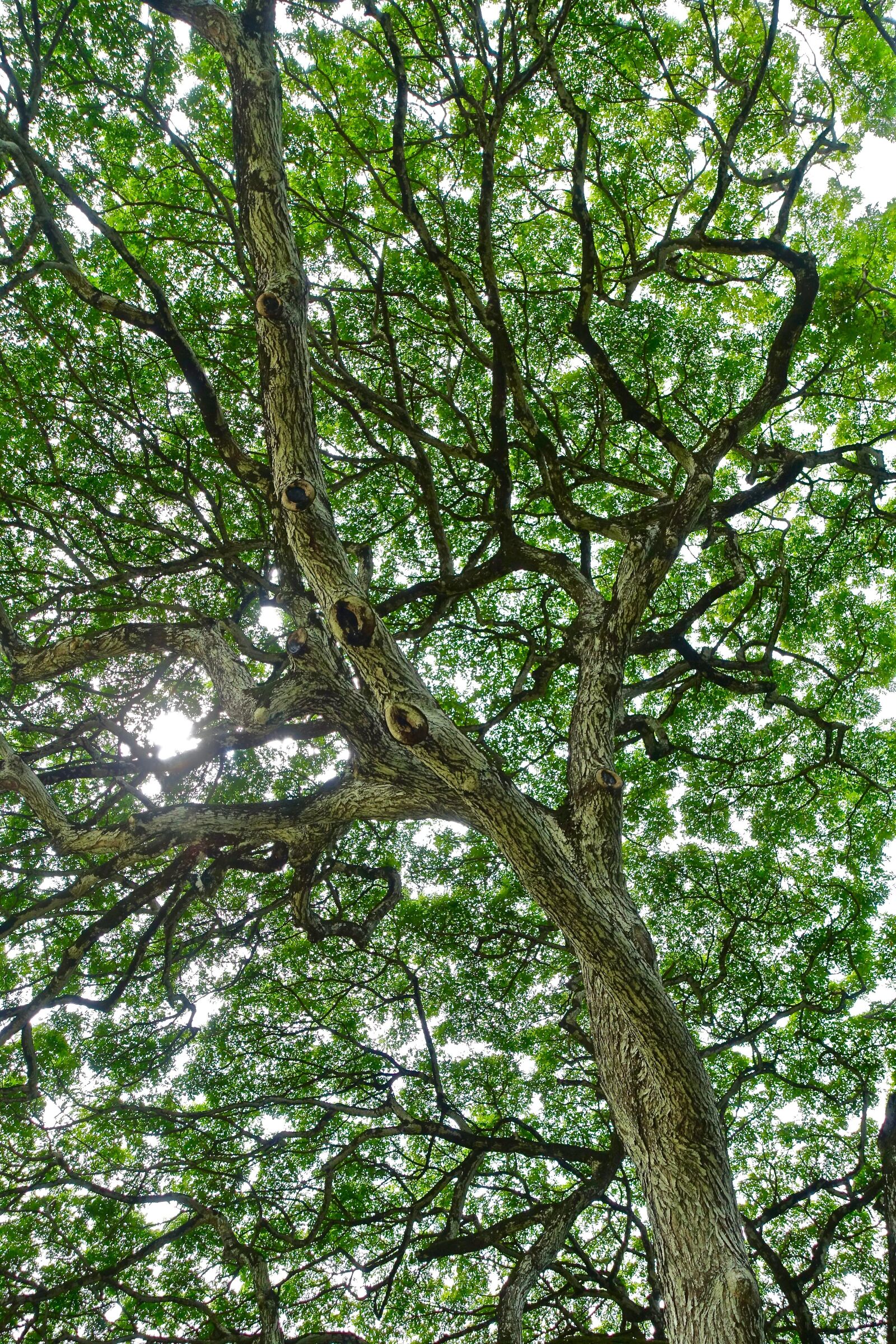 Sony Cyber-shot DSC-RX100 III sample photo. Foliage, tree, monkeypod photography