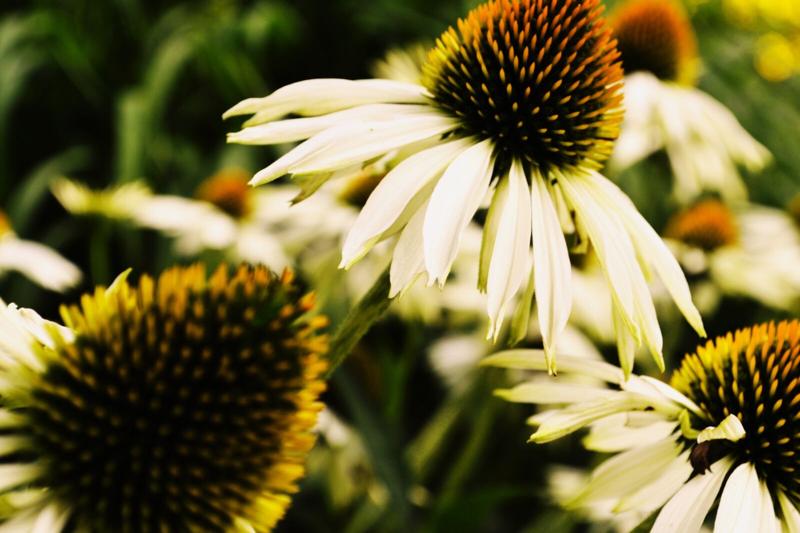 Nikon D3100 sample photo. Flower, meadow, flowers photography