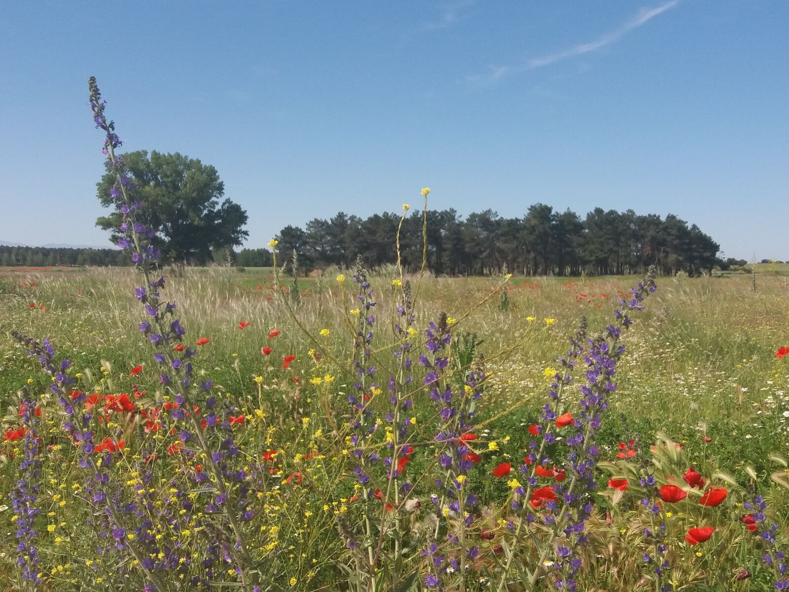Samsung Galaxy J5(2016) sample photo. Flowers, landscape, field photography