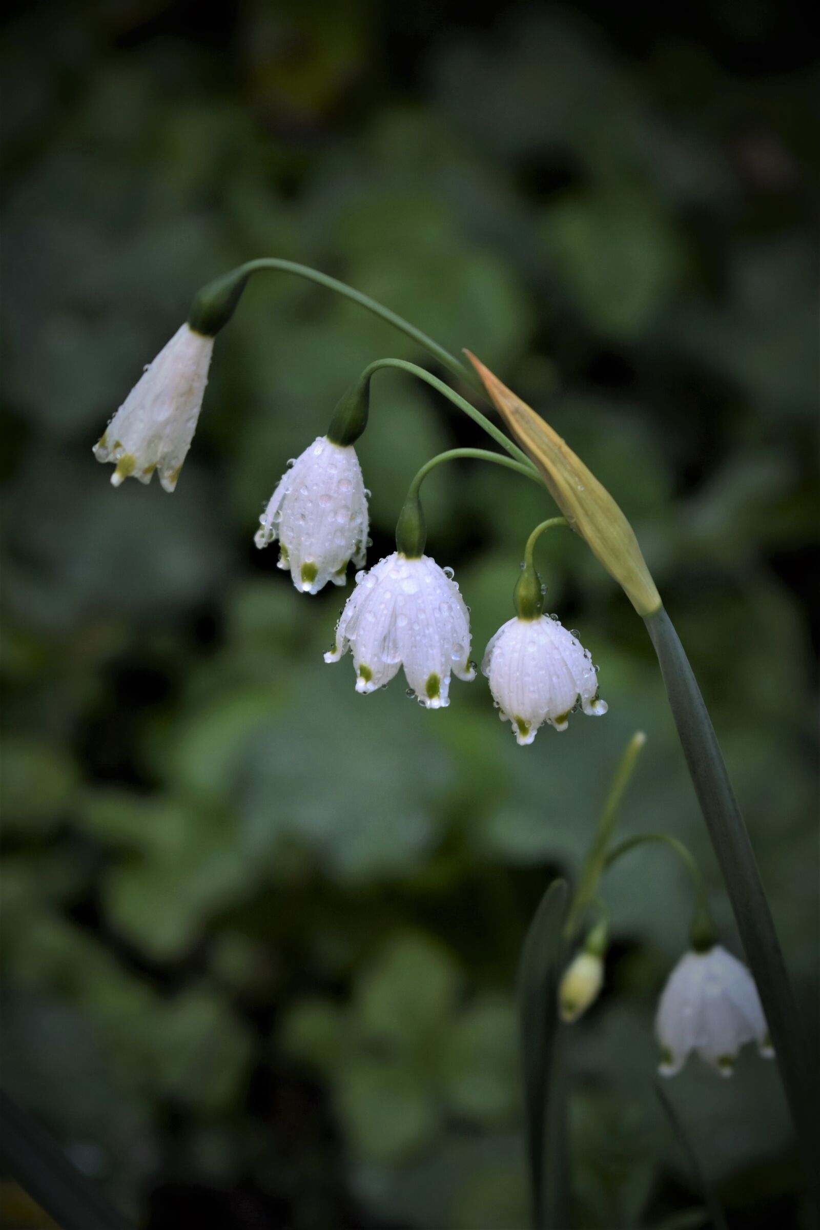 Nikon D5500 sample photo. Lily of the valley photography
