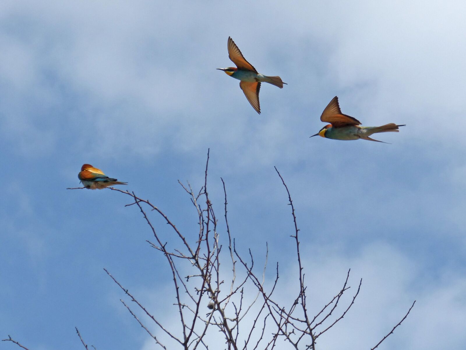 Panasonic DMC-FZ62 sample photo. Bird, bee-eater, flight photography