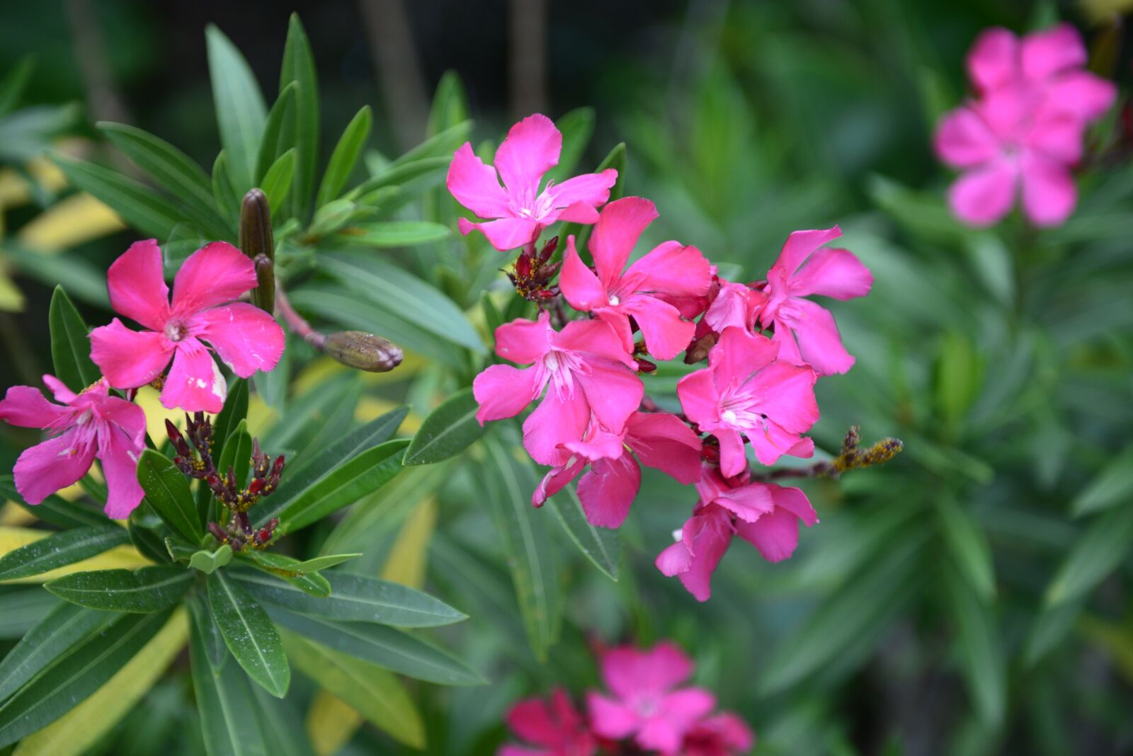 Nikon D610 sample photo. Flowers, plant, nature photography