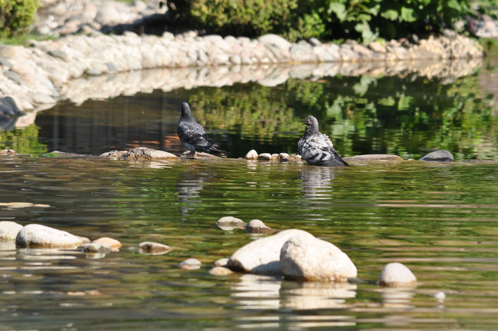 Nikon D5000 sample photo. Pigeons, park, autumn photography