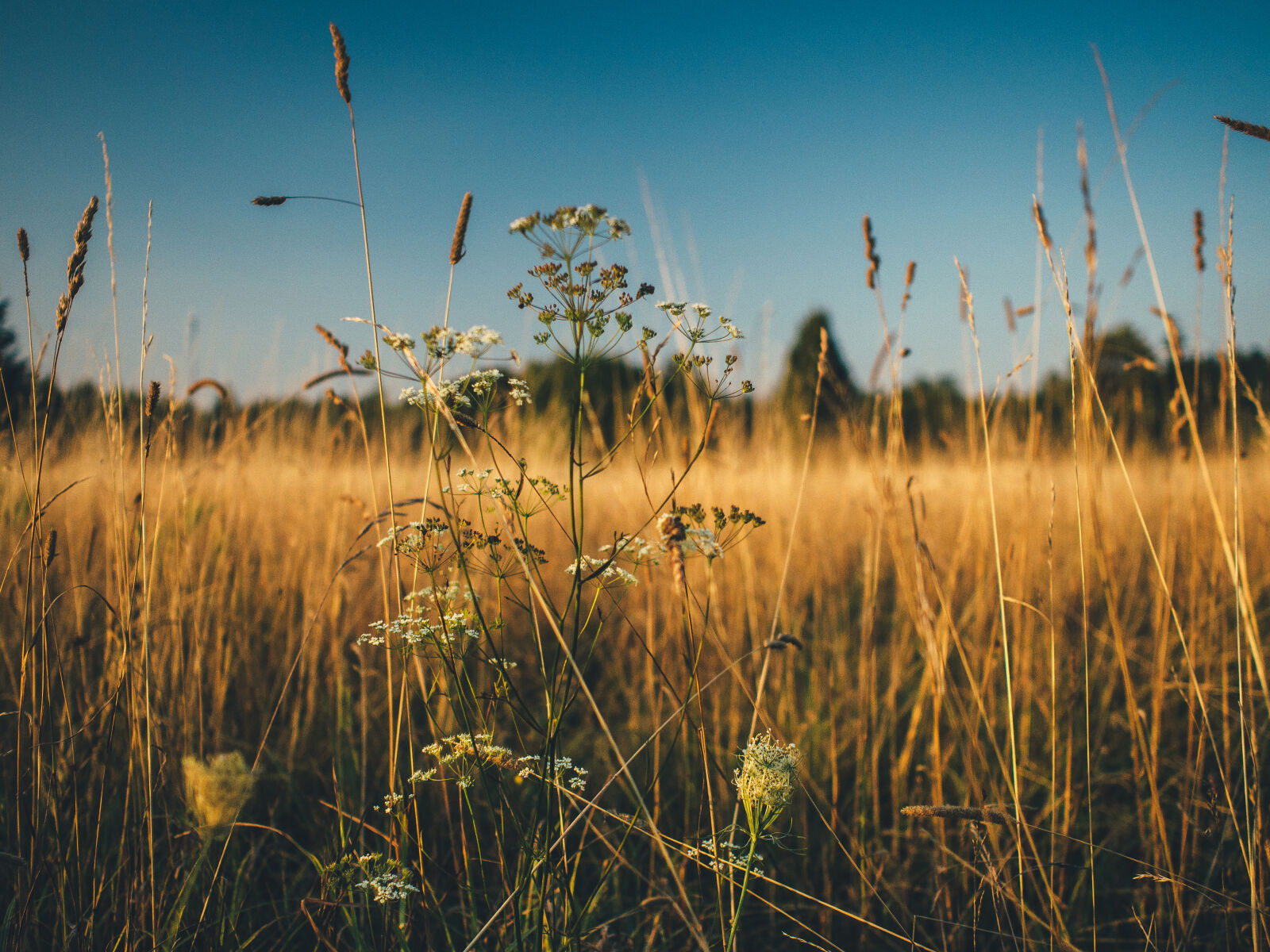 Olympus OM-D E-M5 + Olympus M.Zuiko Digital 17mm F1.8 sample photo. Field, agriculture, grain, cornfield photography