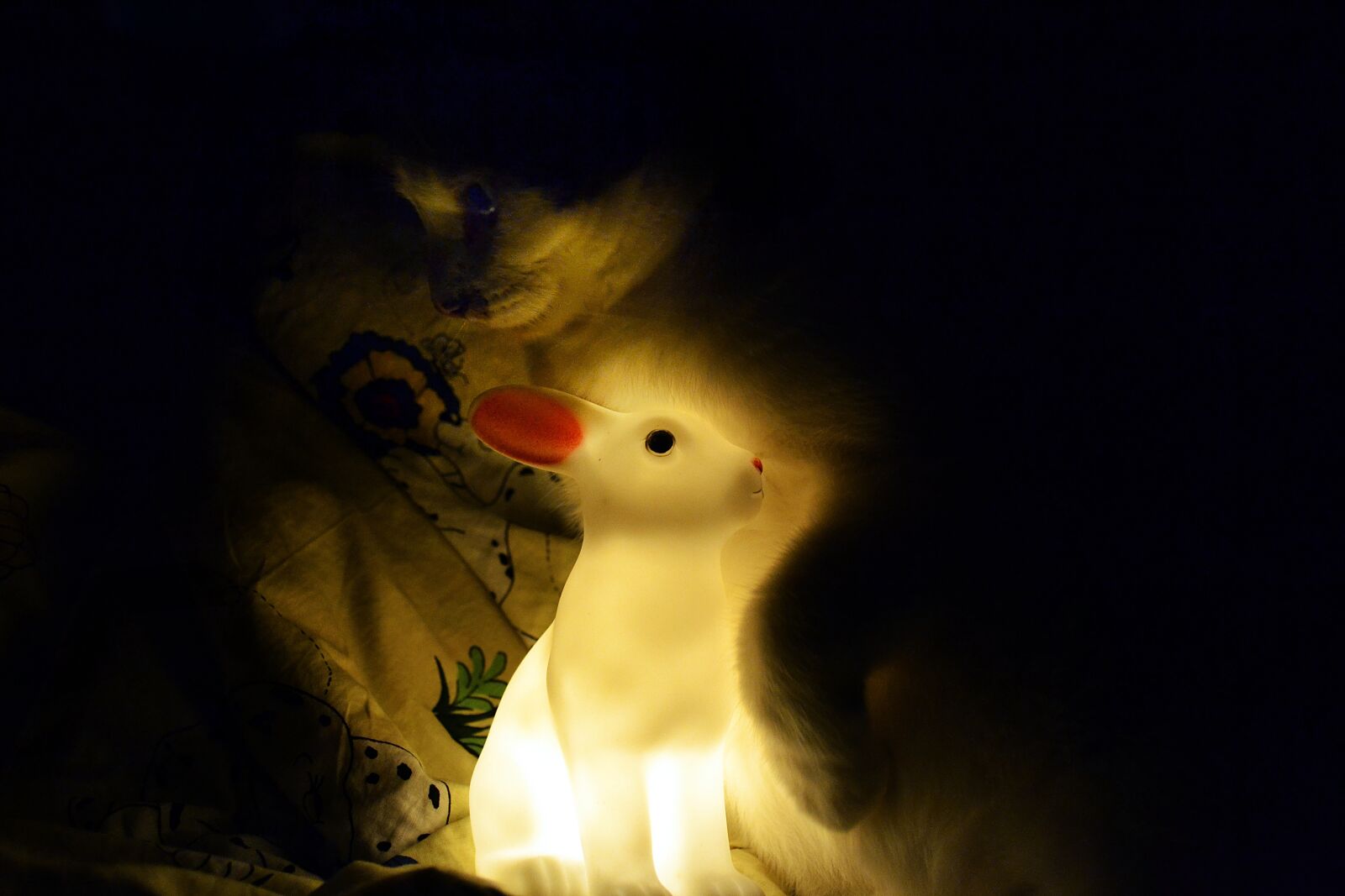 Nikon D3100 sample photo