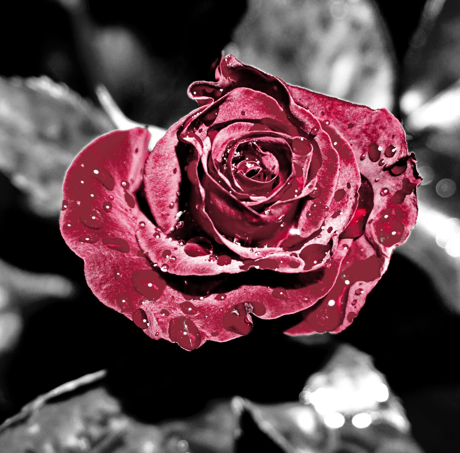 Sony a6000 sample photo. Roses, garden, plant photography