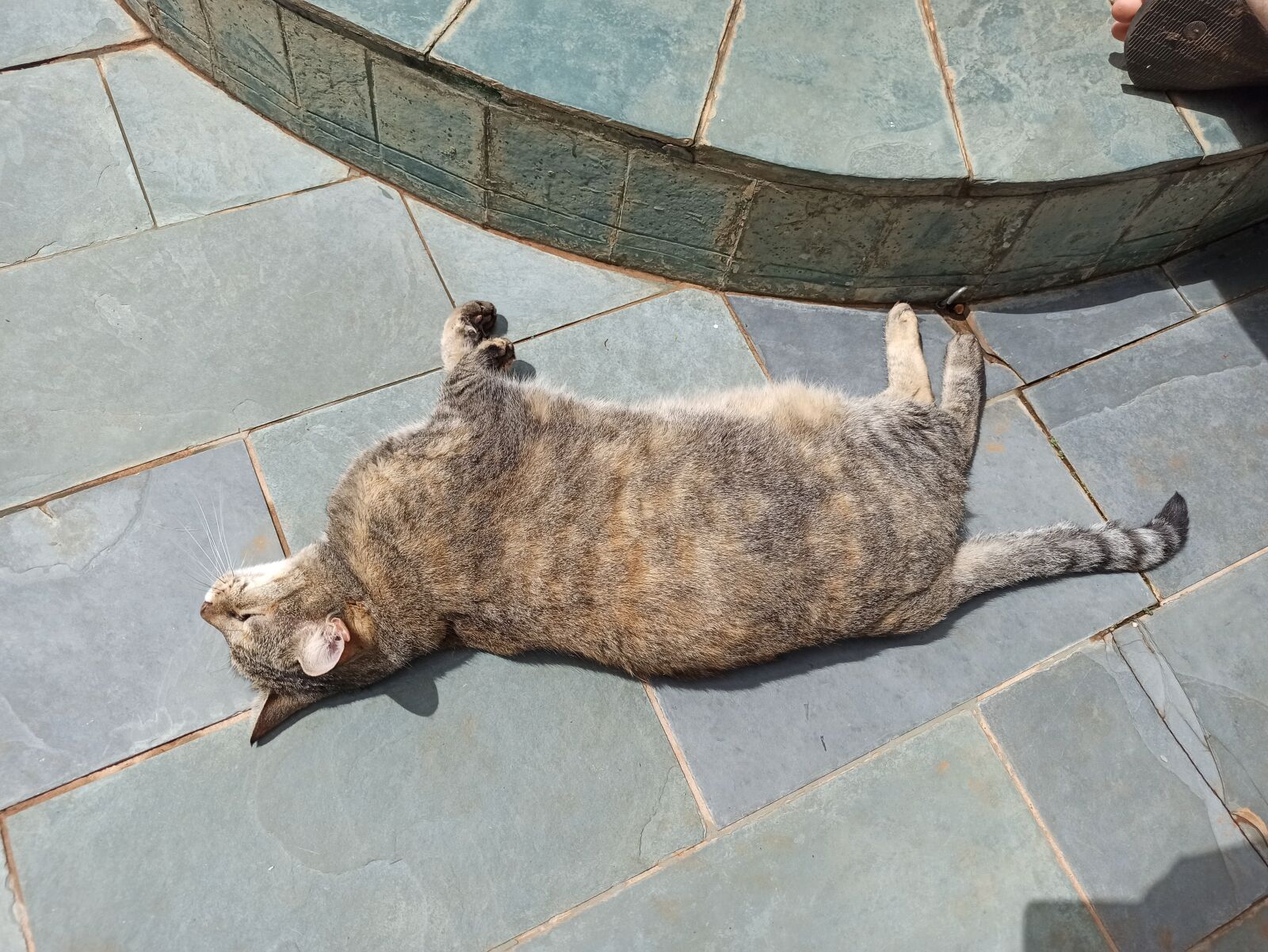 Xiaomi Redmi Note 8 Pro sample photo. Gato, dormir, sol photography