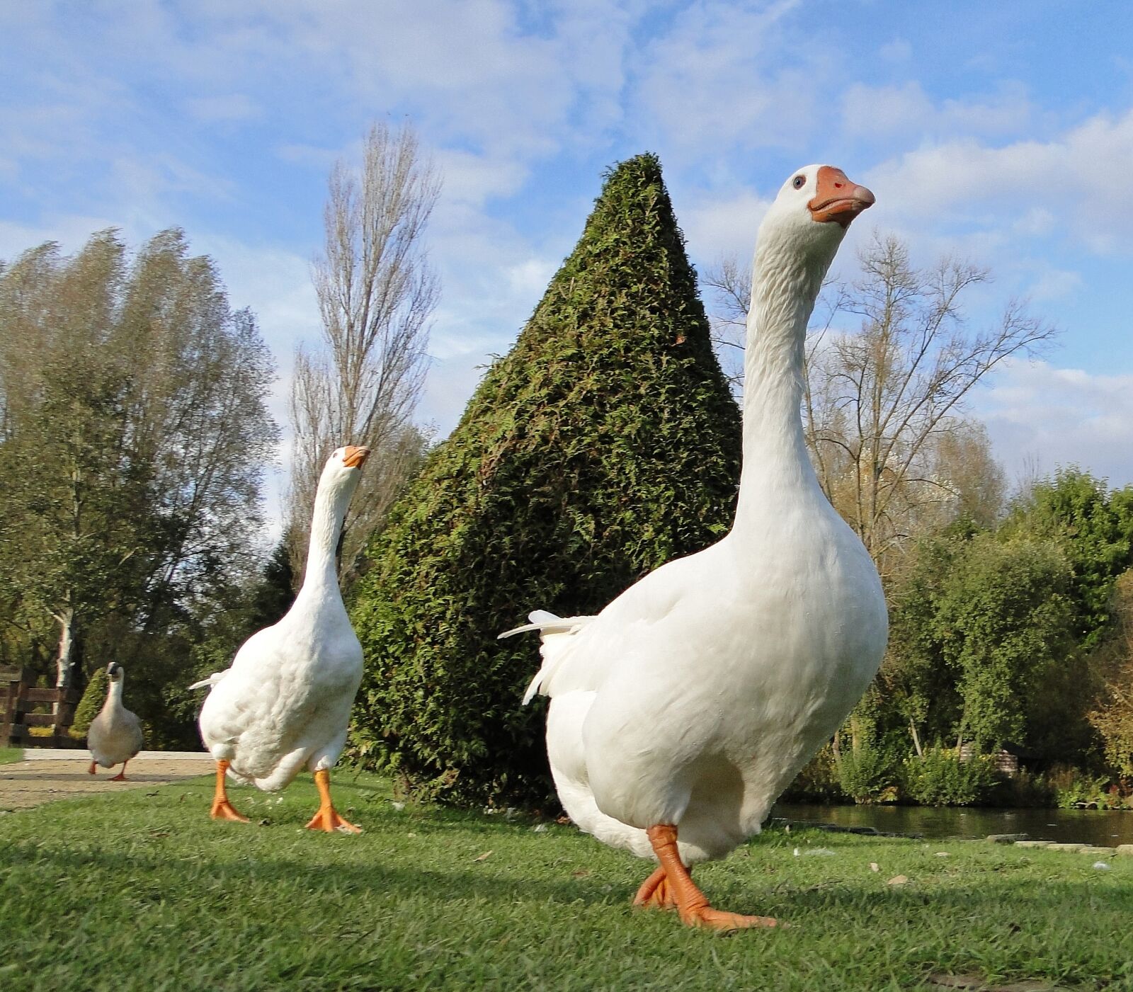 Sony Cyber-shot DSC-HX1 sample photo. Goose, park, white photography