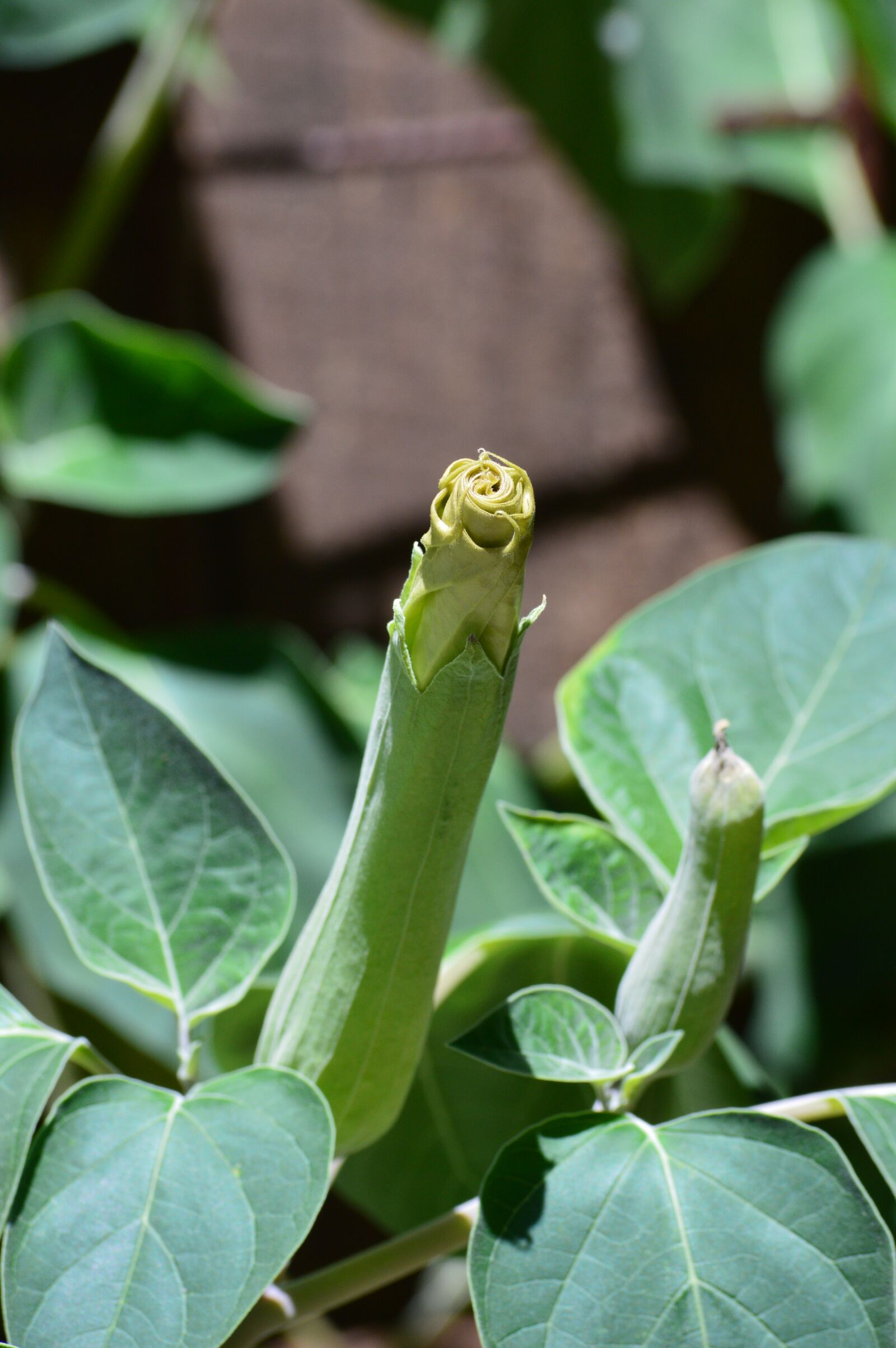 Nikon D3200 sample photo. Angels trumpet, flower, bloom photography