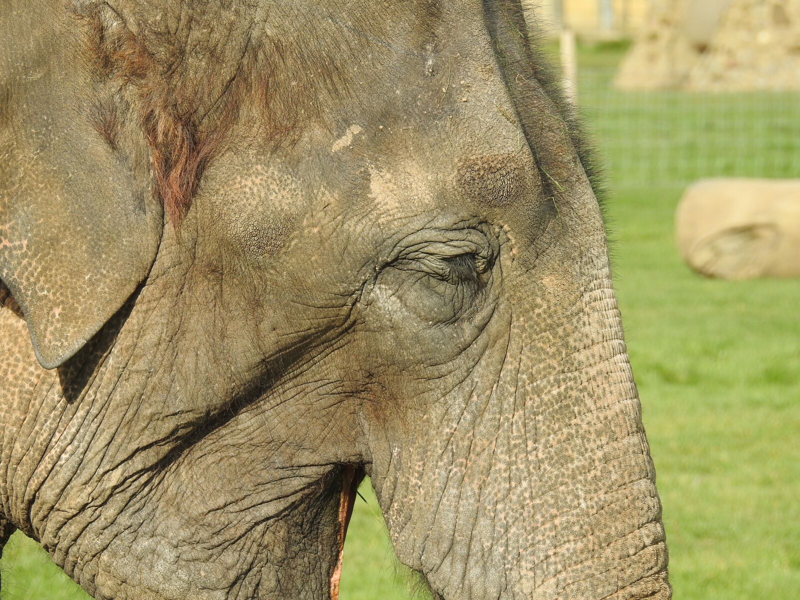 Nikon Coolpix P900 sample photo. Elephant, mammal, animal photography