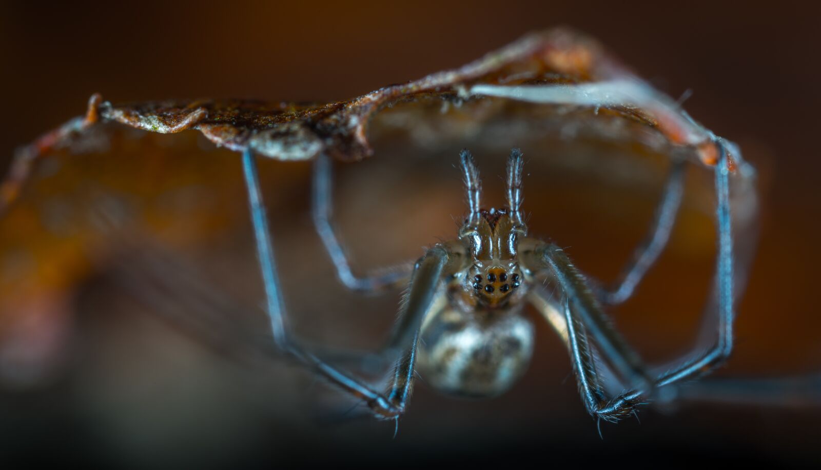 #124 65/2.8 sample photo. Spider, nature, bespozvonochnoe photography