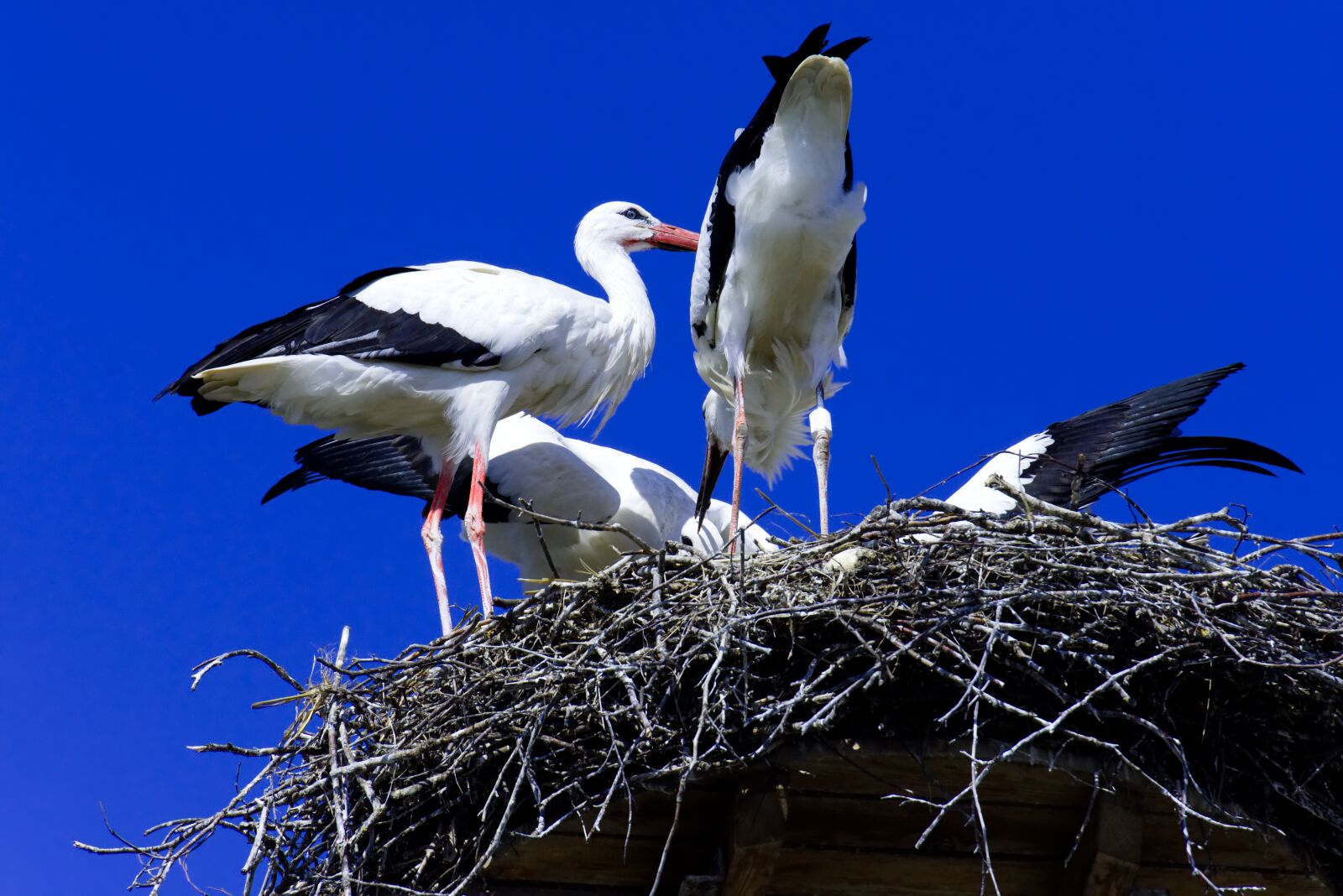 Nikon D7200 sample photo. Stork, feed, young animals photography