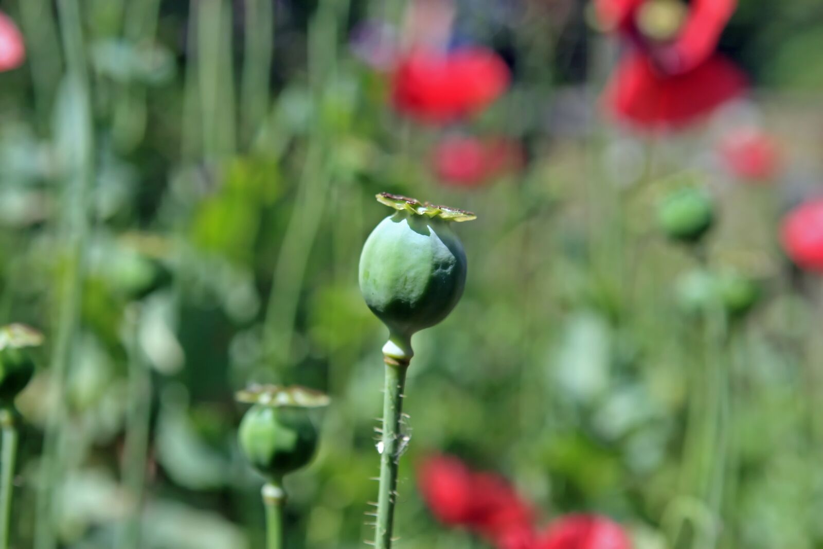Canon EOS 30D sample photo. Agriculture, berbaceous, codeine photography