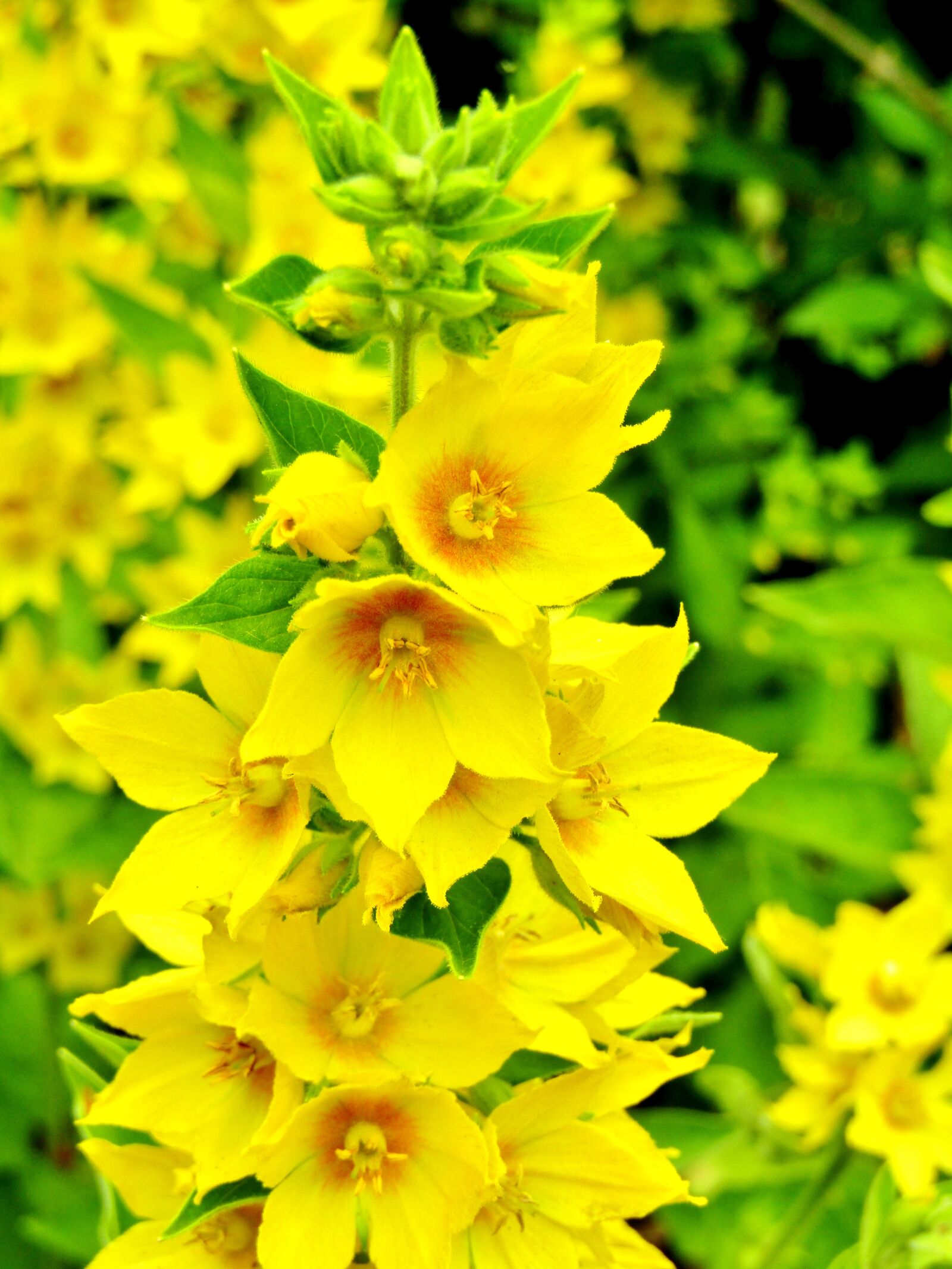 Canon POWERSHOT SX432 IS sample photo. Lysimachia punctata, goldfelberich, yellow photography