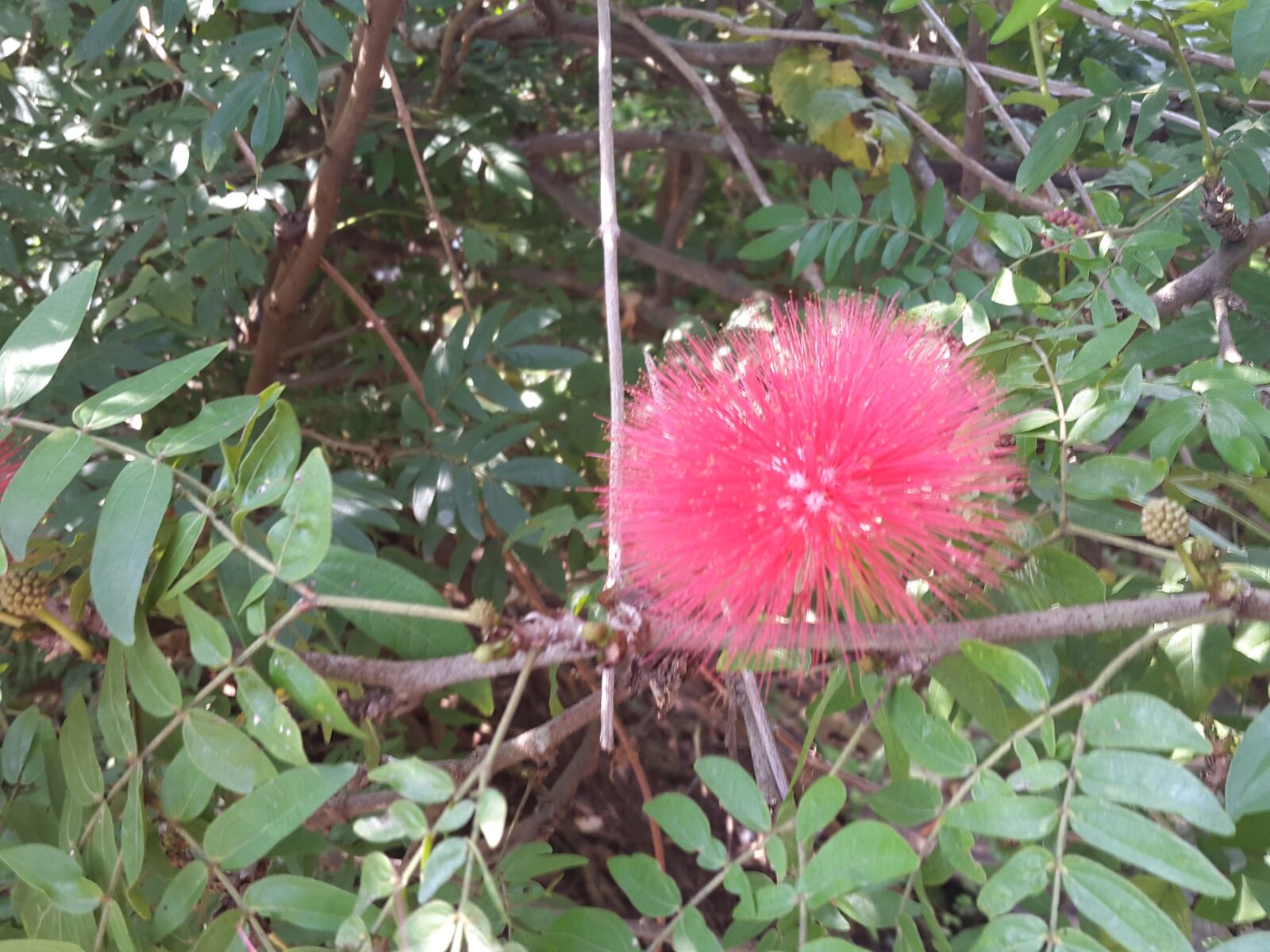 Samsung Galaxy S5 sample photo. Flower, pink flower, bangkok photography