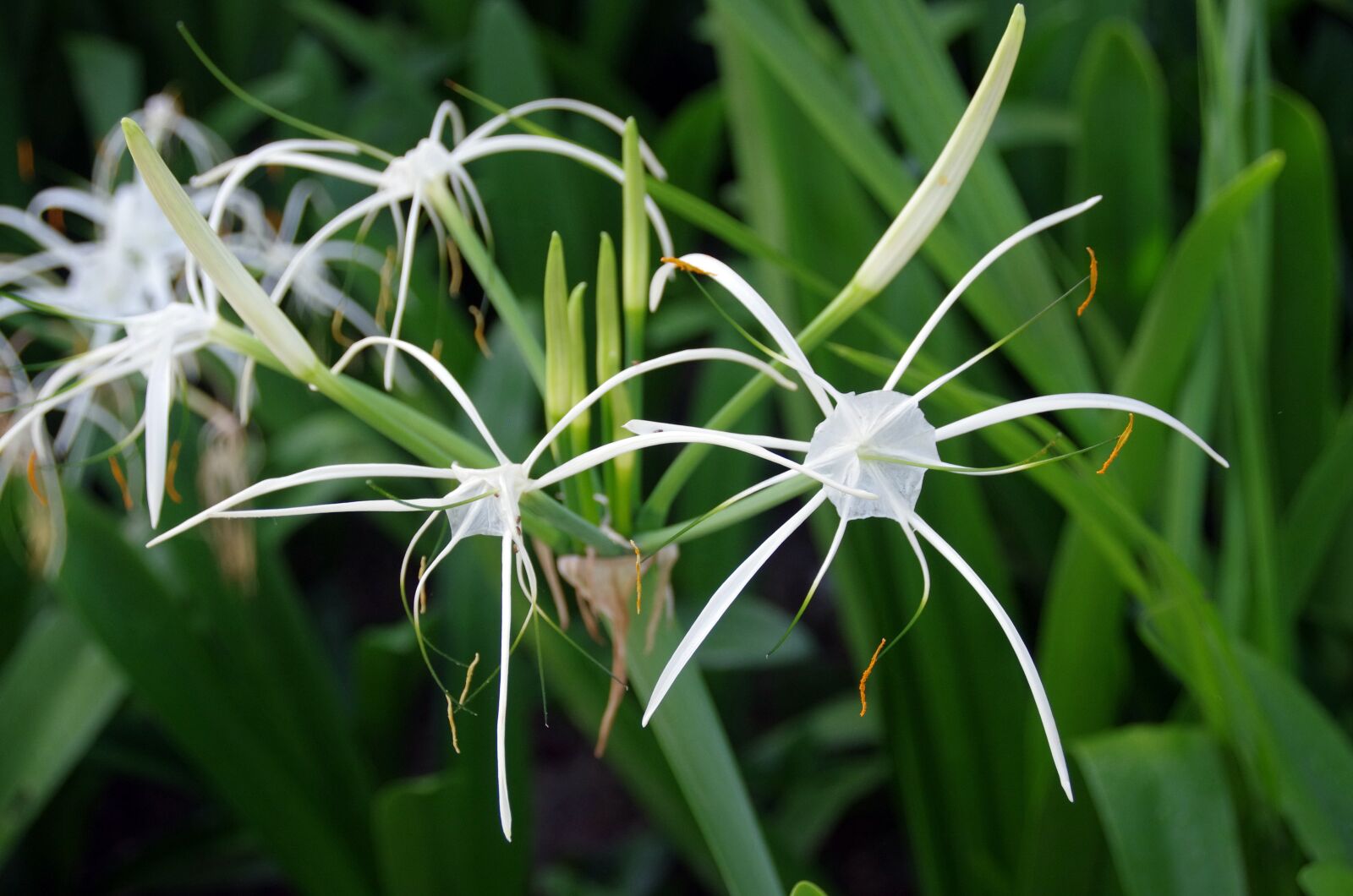 Pentax K-5 sample photo. Hymenocalle, hymenocallis, littoralis photography
