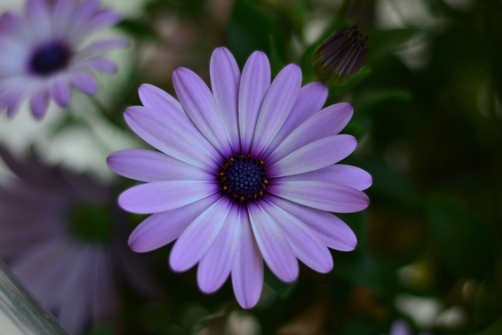 Nikon D5100 sample photo. Flower, green, plant photography