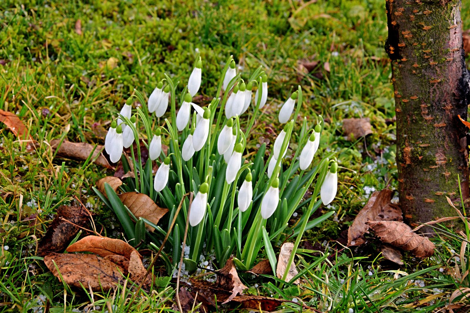 Nikon D3300 sample photo. First fr hlingsboten, snowdrop photography