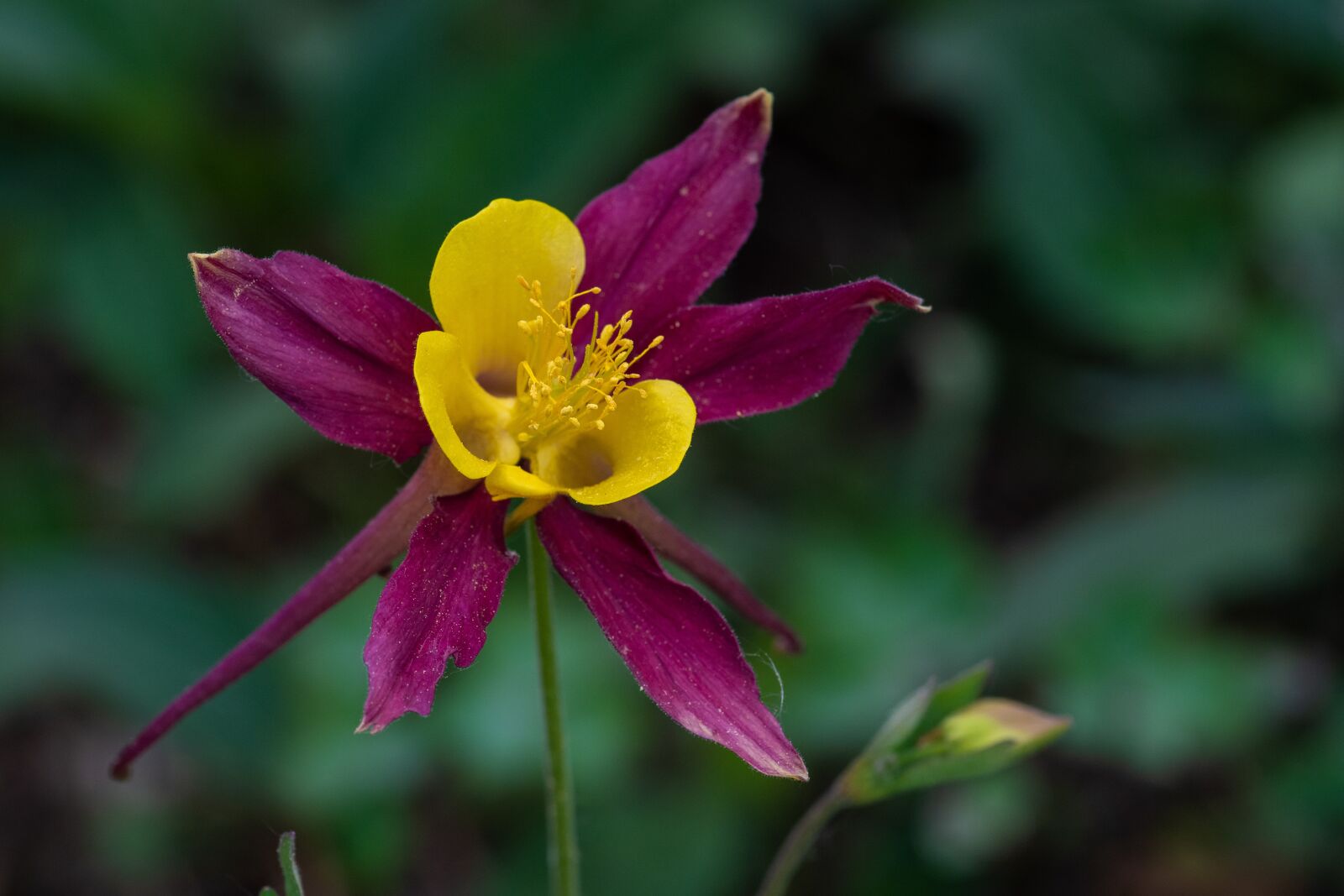 Nikon D5 sample photo. Blossom, bloom, flower photography