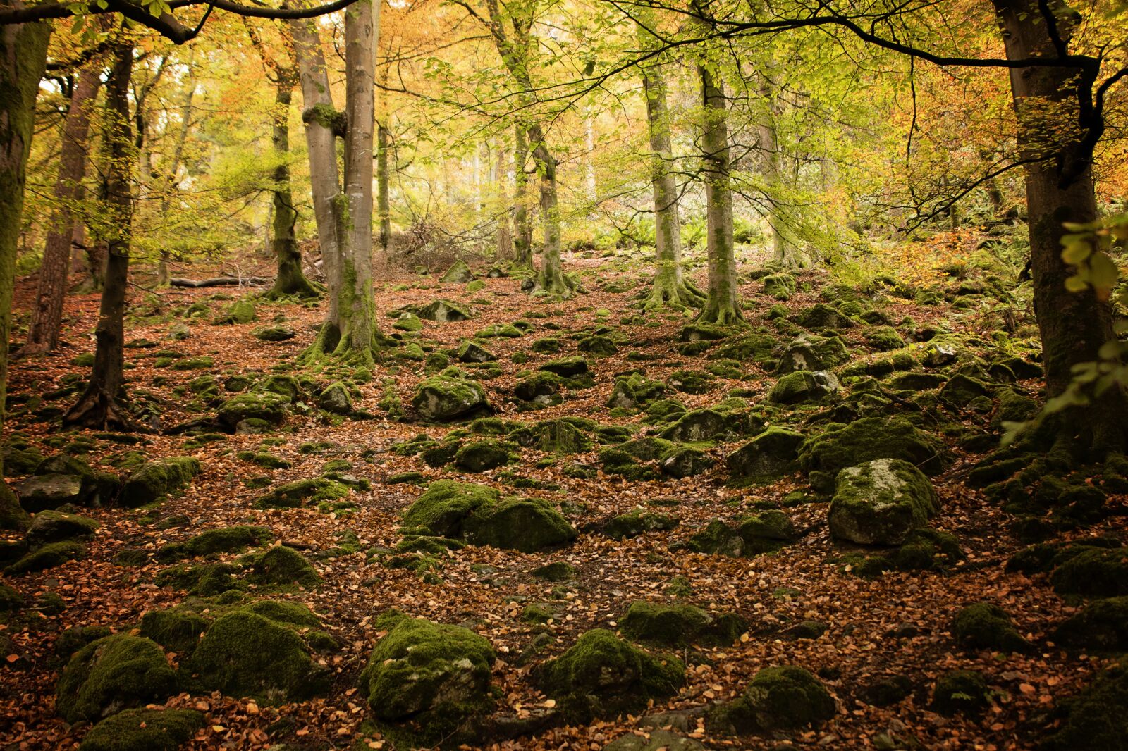 Nikon D800 sample photo. Forest, green, tree photography