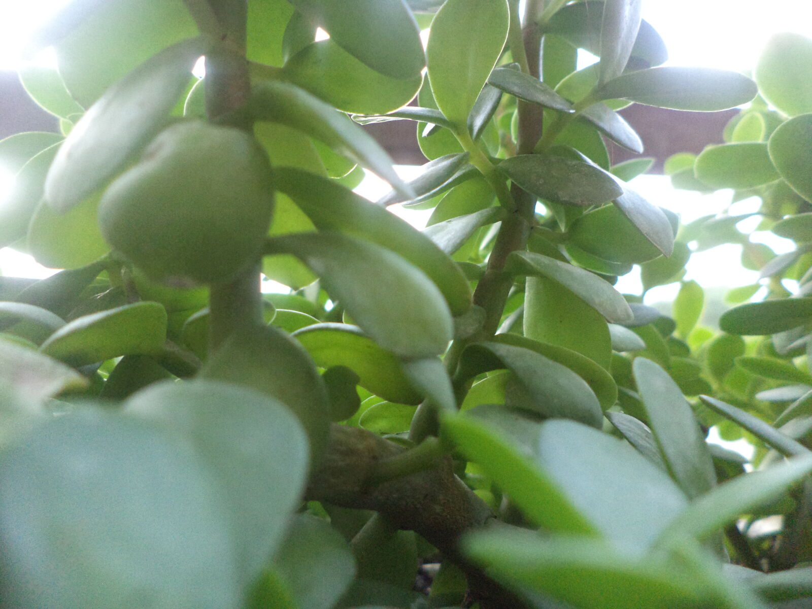 Sony DSC-S5000 sample photo