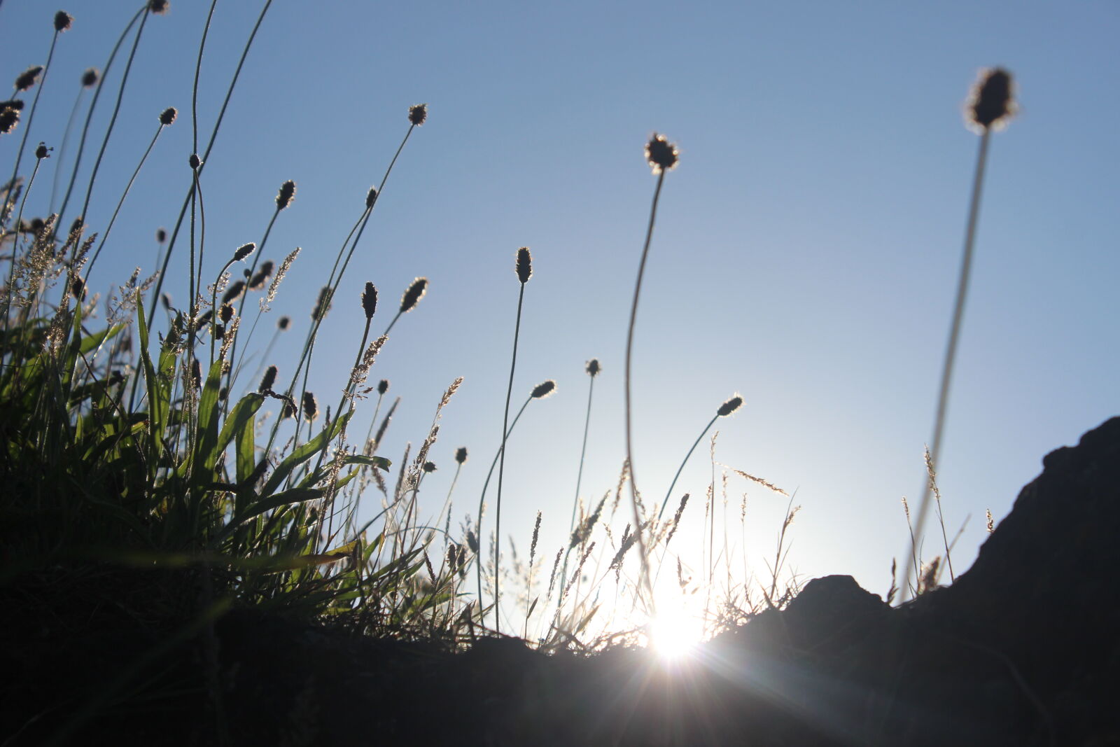 Canon EOS 600D (Rebel EOS T3i / EOS Kiss X5) sample photo. Bloom, blue, bright, colour photography