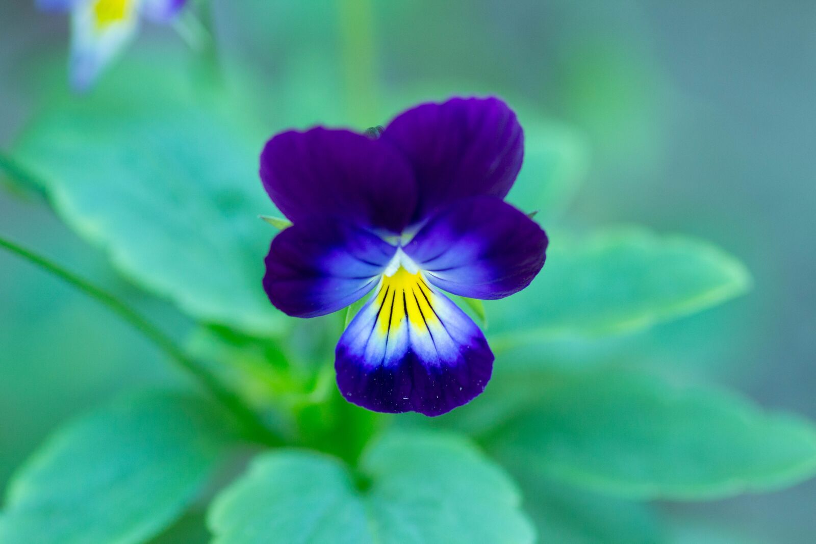 Canon EOS 700D (EOS Rebel T5i / EOS Kiss X7i) sample photo. Flower, macro, blossom photography